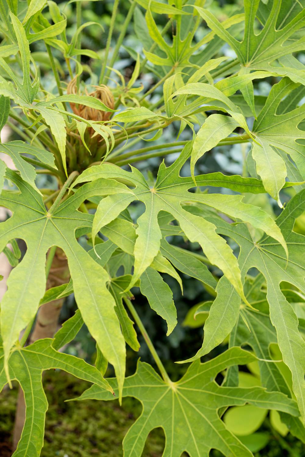 FATSIA polycarpa Green Finger® 40/60 C7/10L