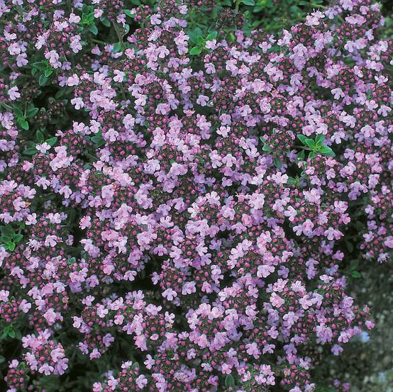 Thym serpolet - Bio