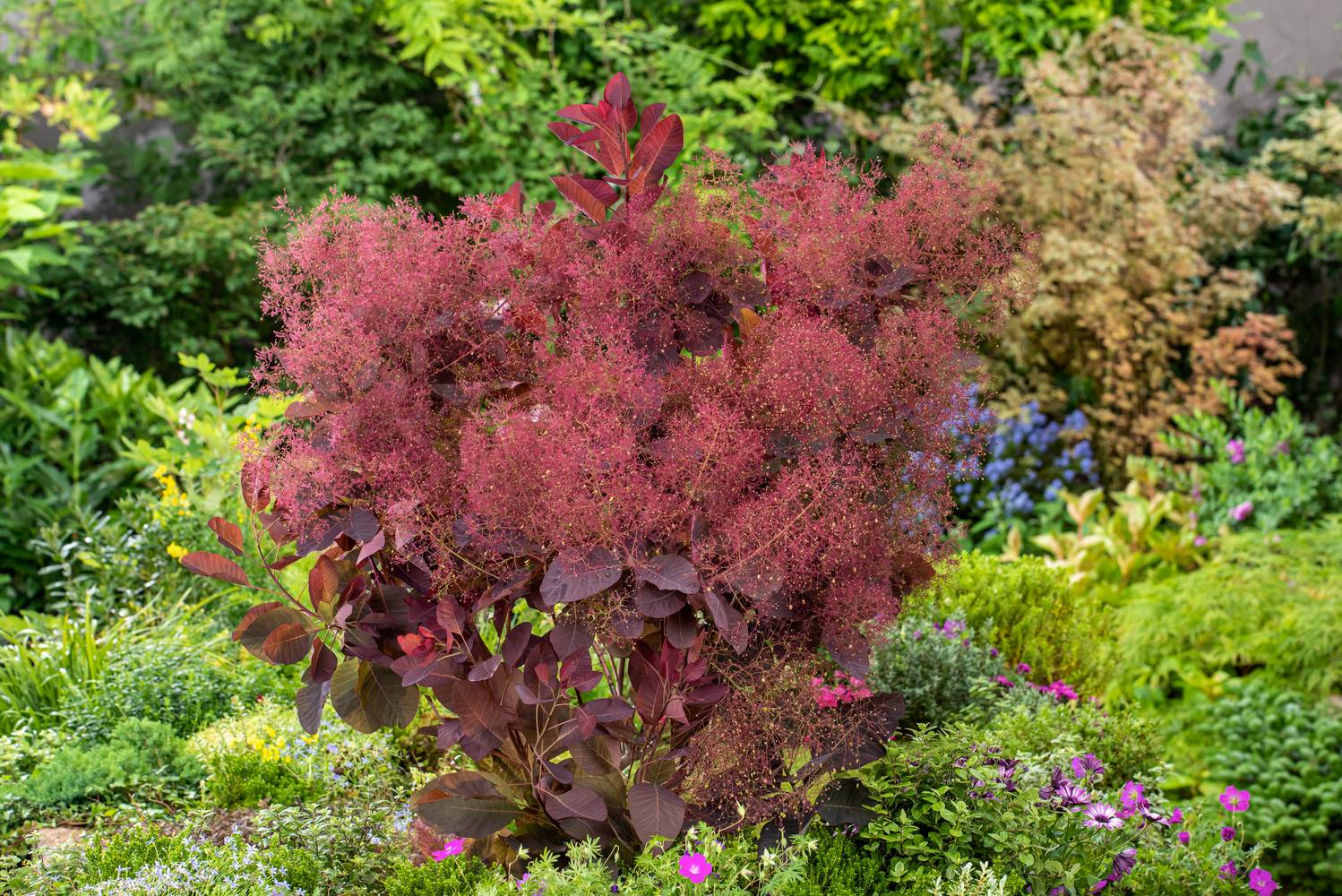 Cotinus 'Grace' - Arbre à perruques
