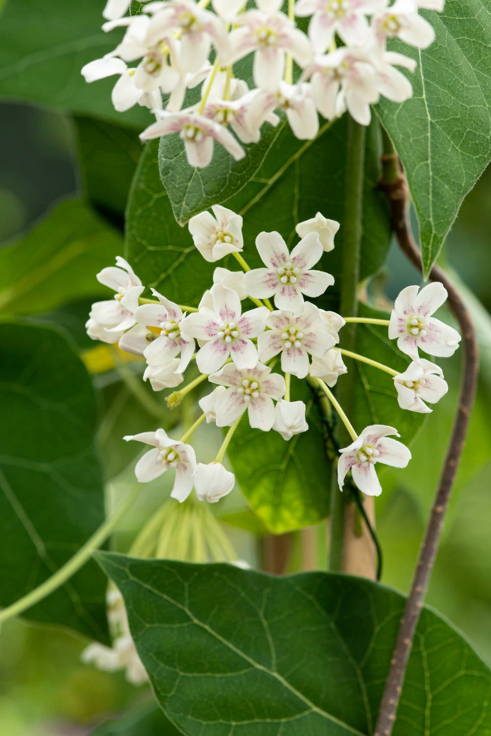 Wattakaka sinensis
