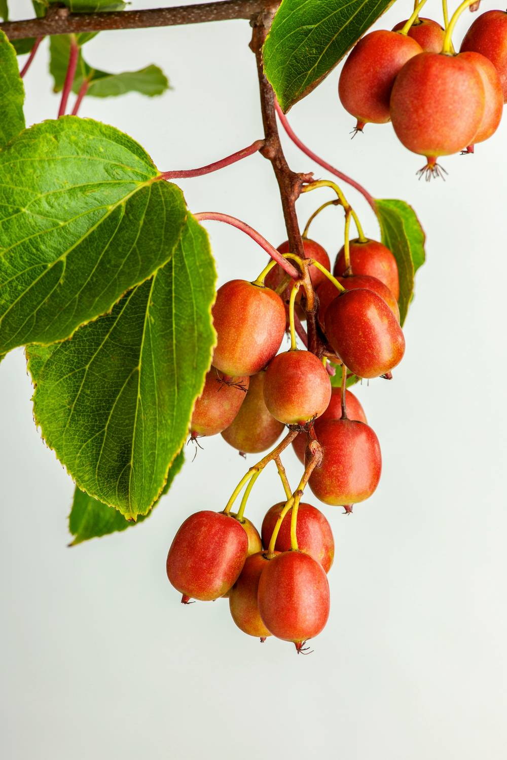 Kiwaï femelle 'Ken's Red'
