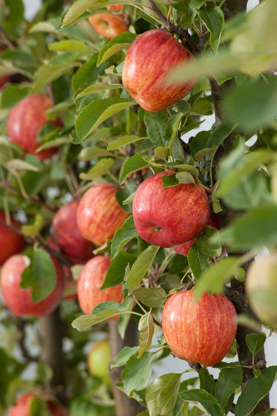Pommier 'Apple Me Red Gala'