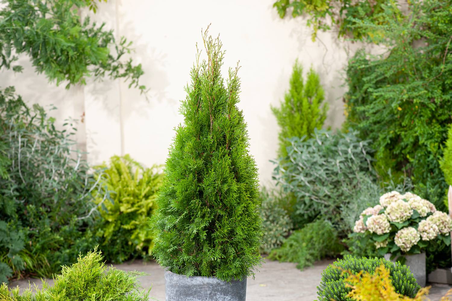 Thuja occidentalis 'Emeraude' - Thuya