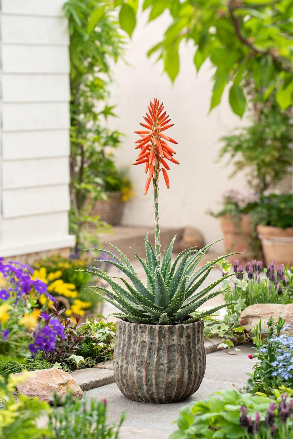 Aloe arborescens