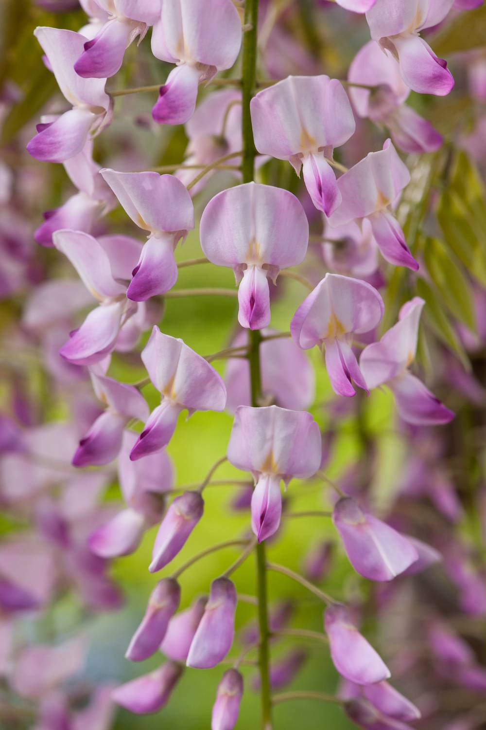 Wisteria floribunda 'Pink Ice' - Glycine du Japon