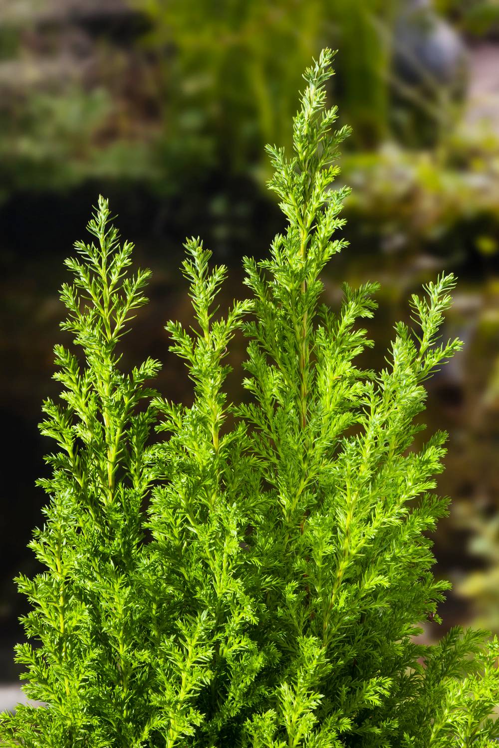 Chamaecyparis lawsoniana 'Ellwoods Gold' - Cyprès de Lawson