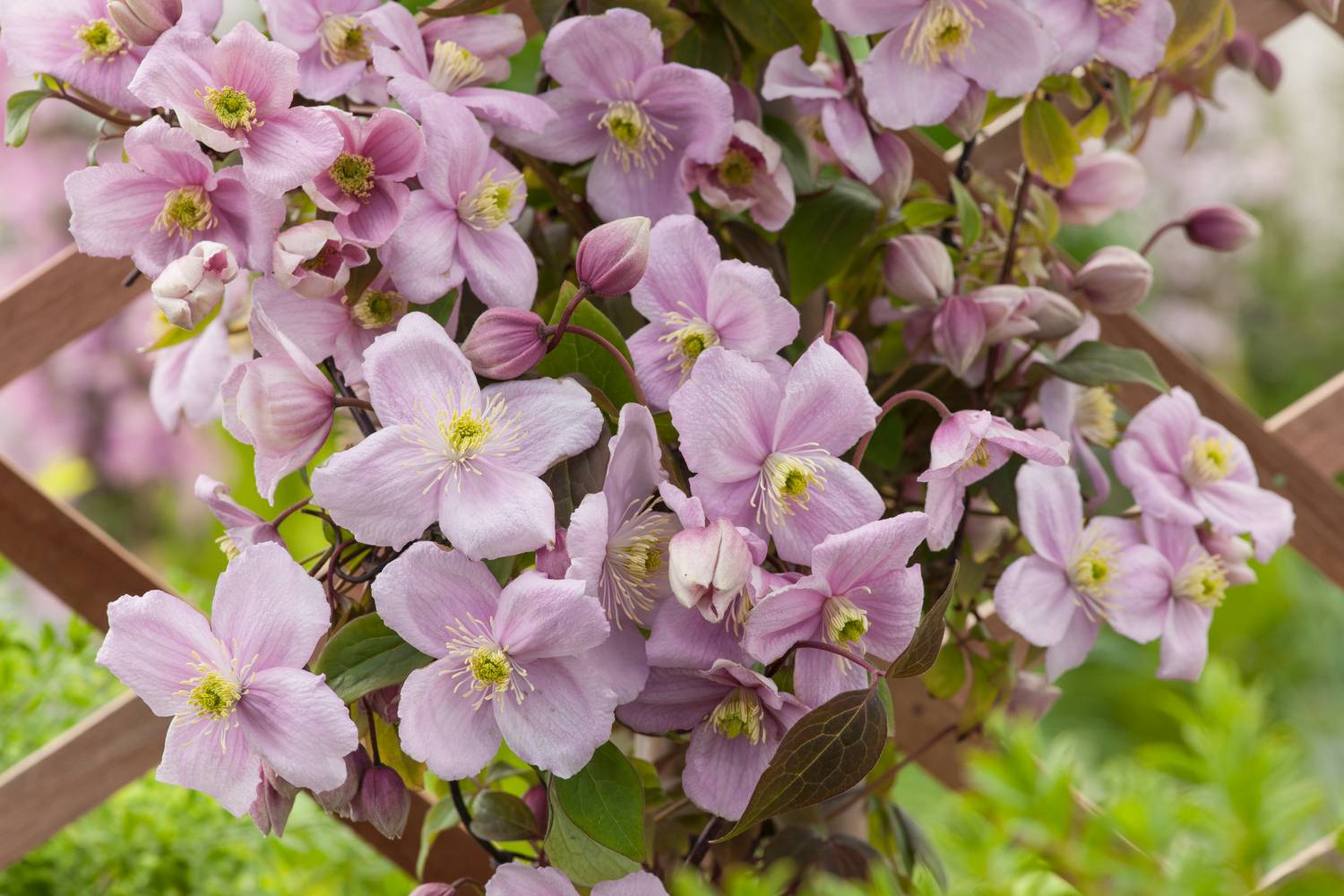 Clématite montana 'Mayleen' - Clematis