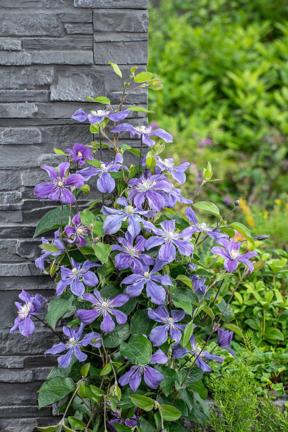 Clématite integrifolia 'Arabella' - Clematis