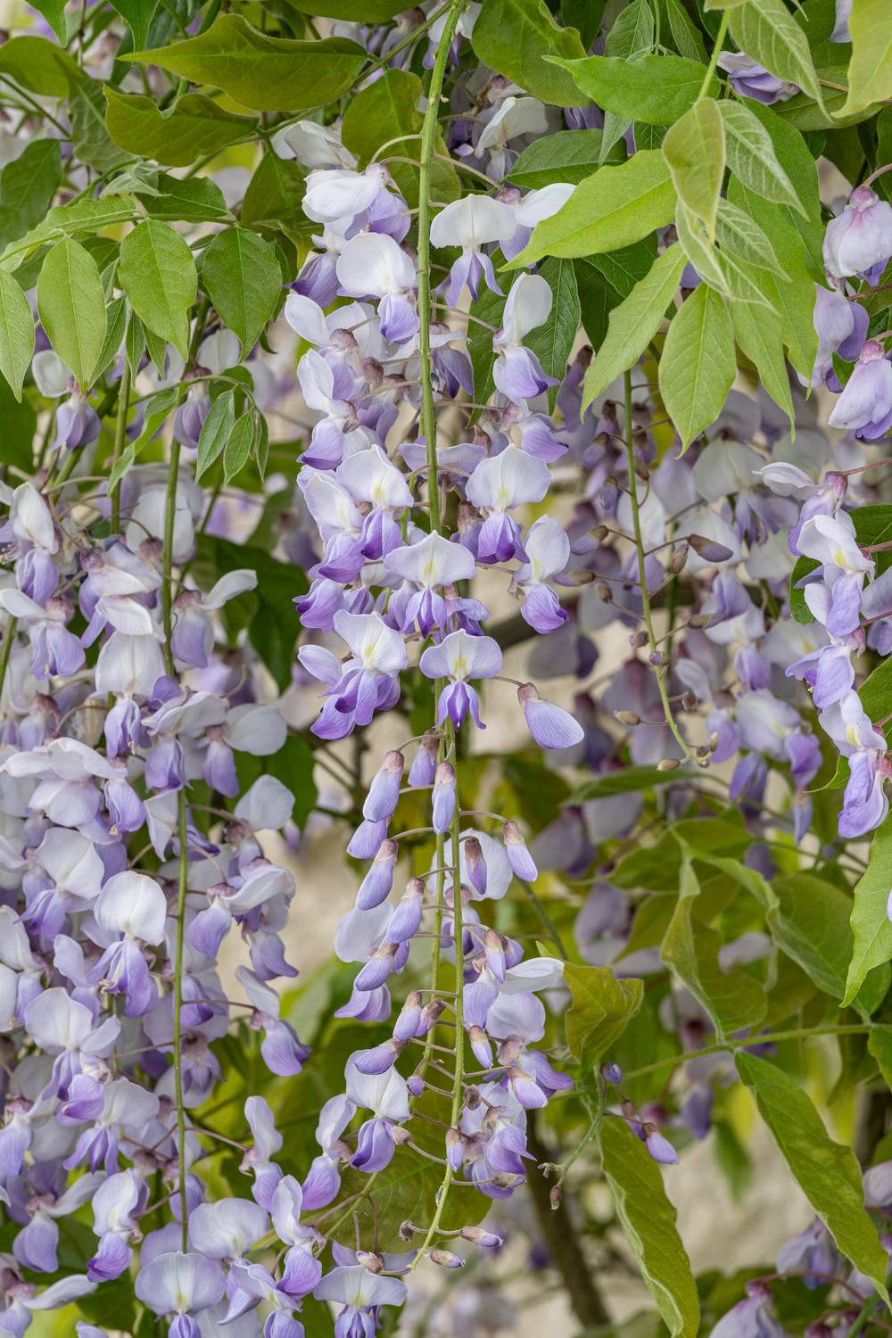 Wisteria floribunda - Glycine du Japon