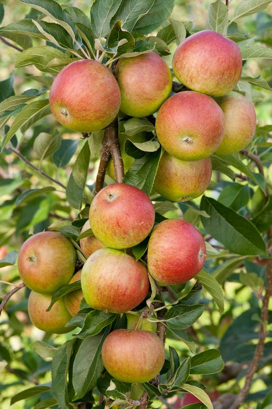Pommier 'Cox's Orange'