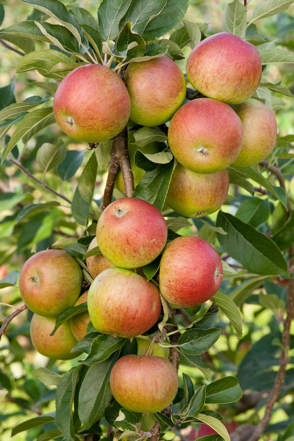 Pommier 'Cox's Orange'