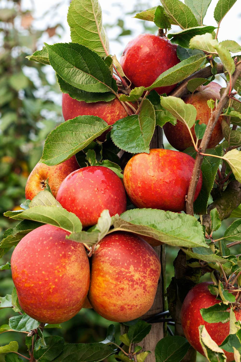 Pommier 'Belle de Boskoop Rouge'
