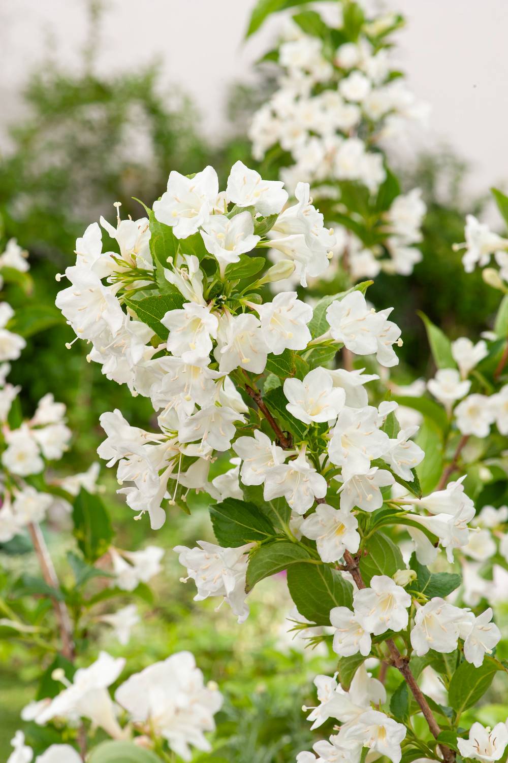 Weigelia florida 'Snowflake'