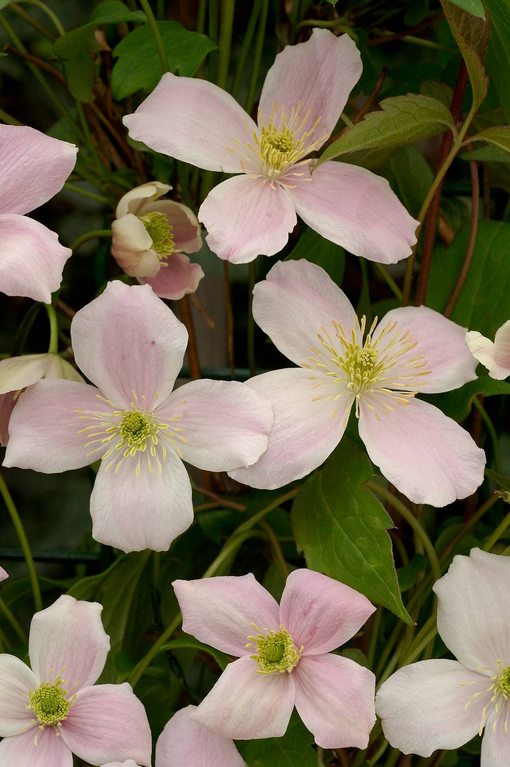 Clématite montana 'New Dawn' - Clematis