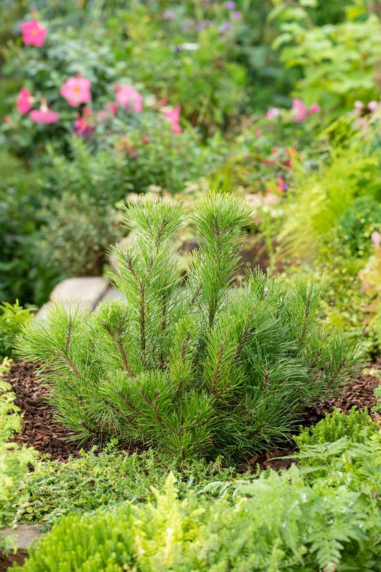 Pinus mugo 'Mughus' - Pin mugho