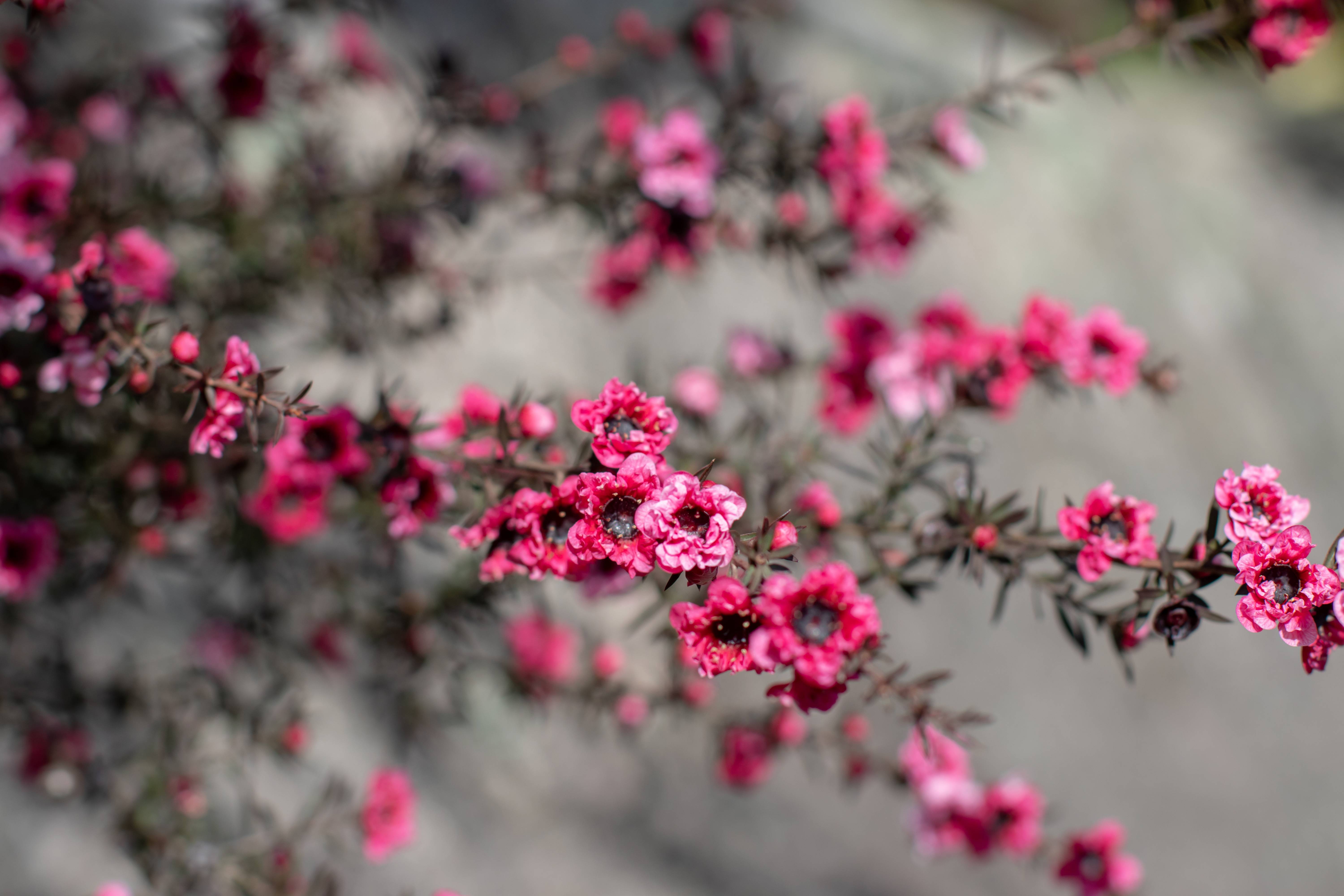 Leptospermum scoparium 'Crimson Glory' - Arbre à thé