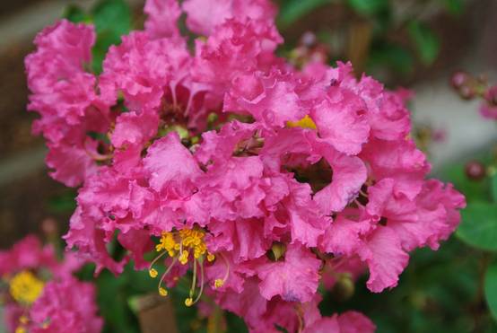 Lagerstroemia indica 'Houston'
