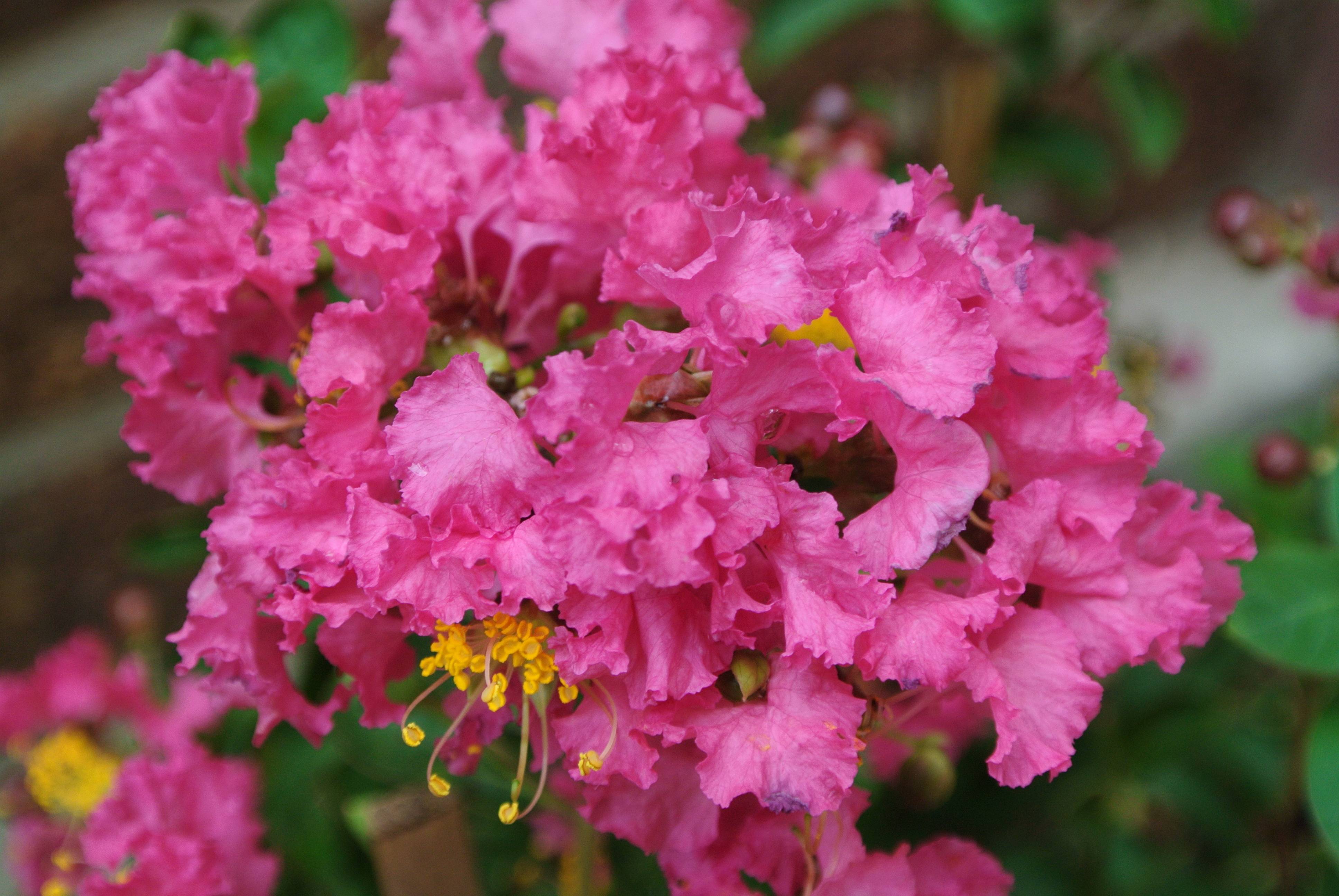 Lagerstroemia indica 'Houston'