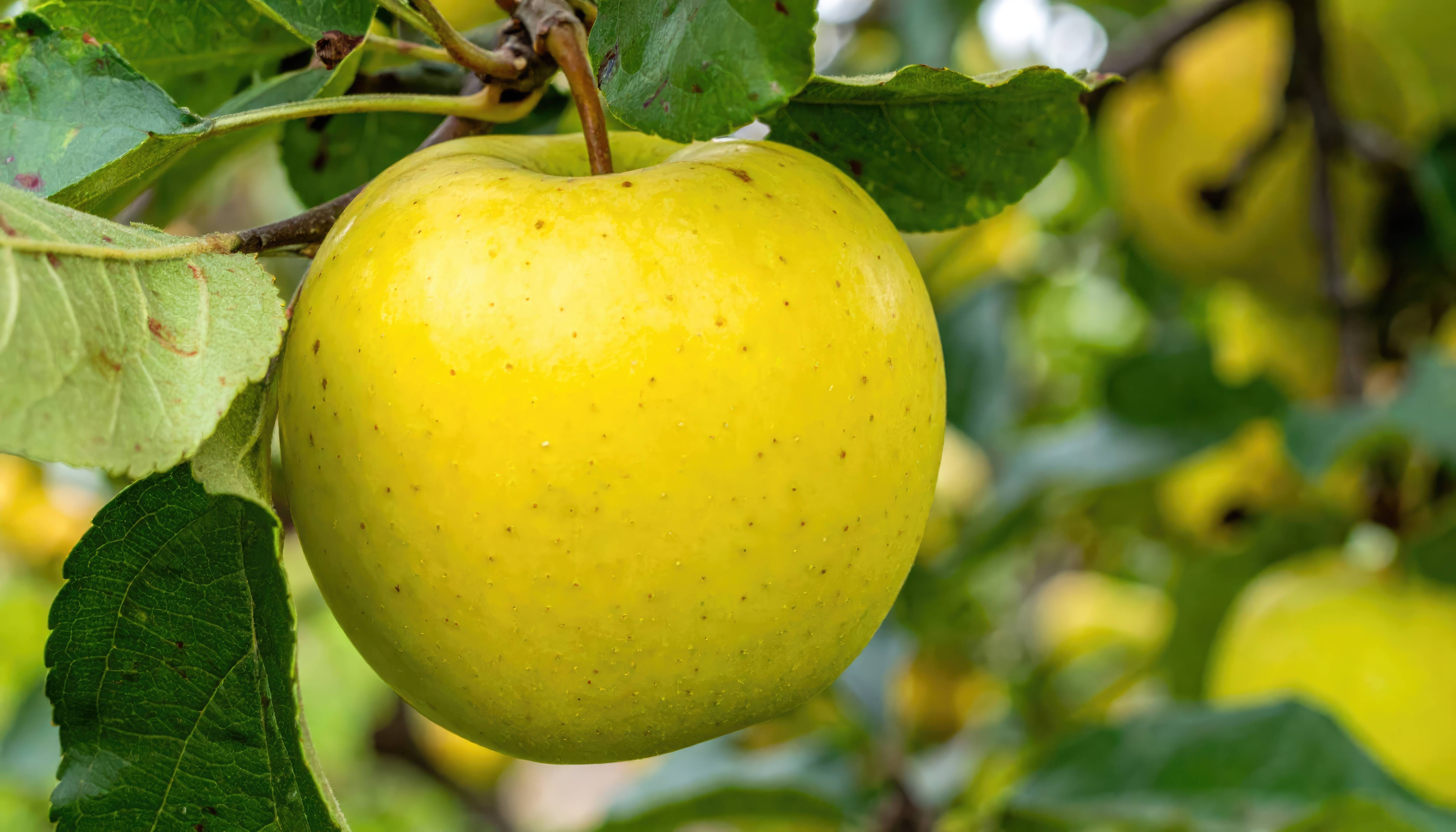 Pommier de balcon autofertile 'Apple Me Yellow Golden' Fruit Me®