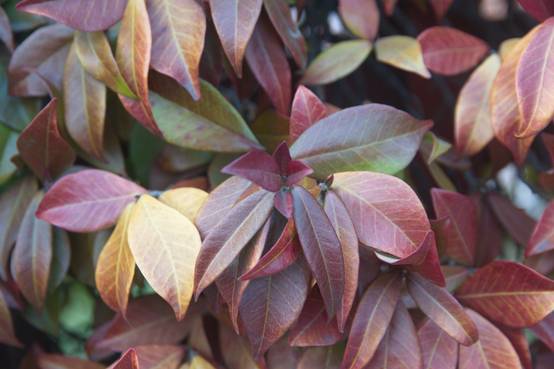 Trachelospermum jasminoides 'Winter Ruby' - Jasmin étoilé