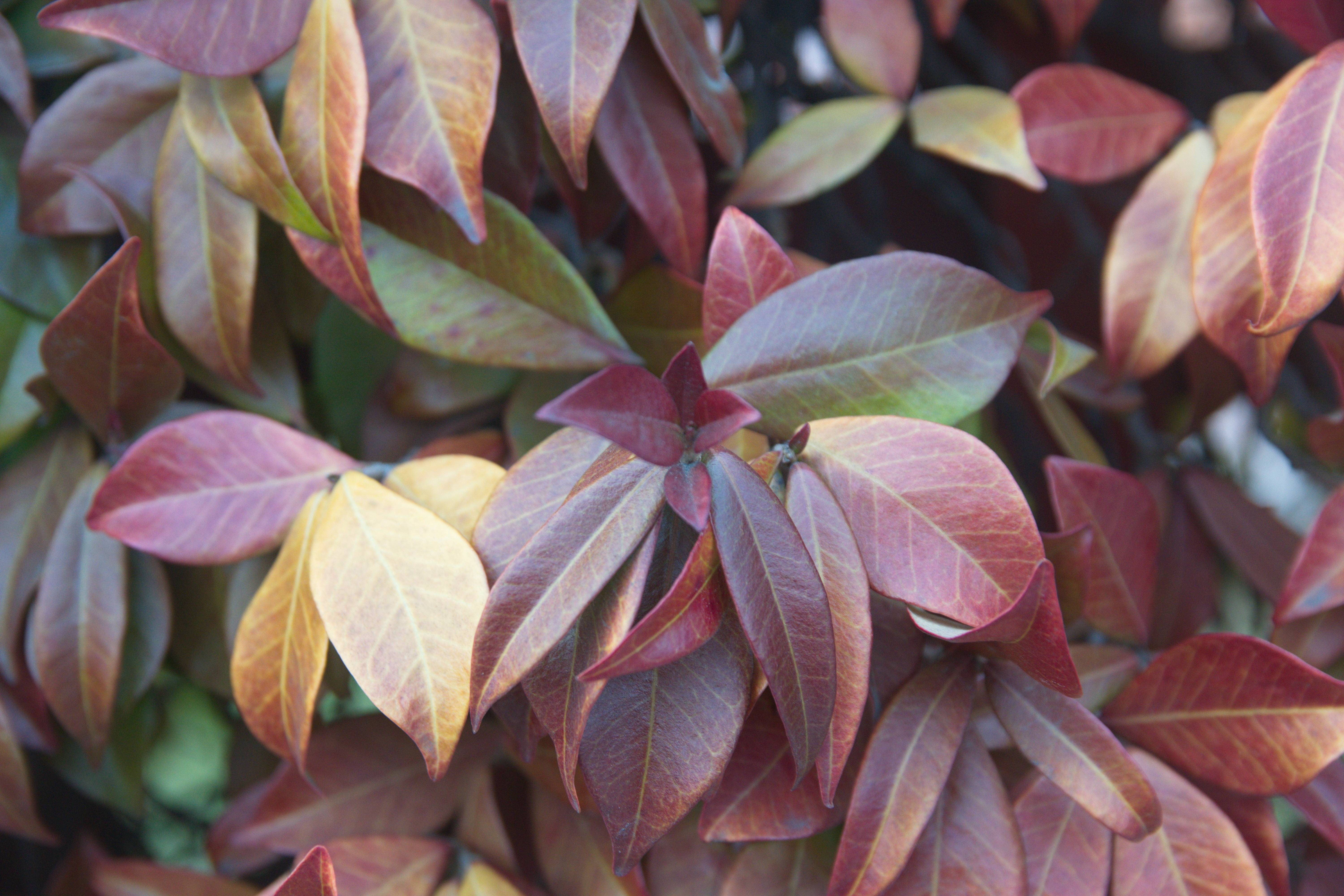 Trachelospermum jasminoides 'Winter Ruby' - Jasmin étoilé