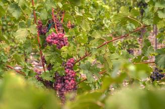 Vigne 'Chasselas rose'