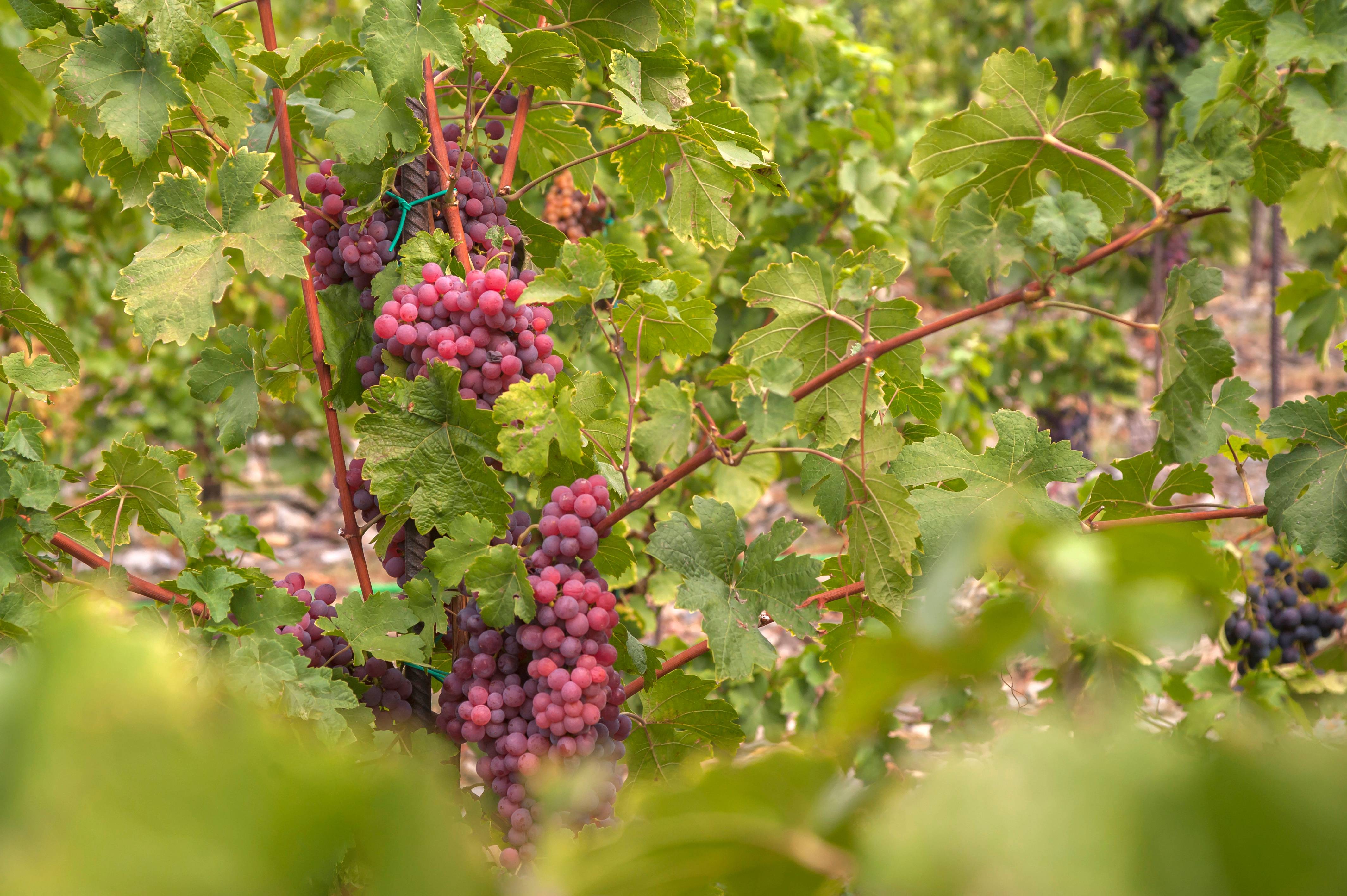 Vigne 'Chasselas rose'
