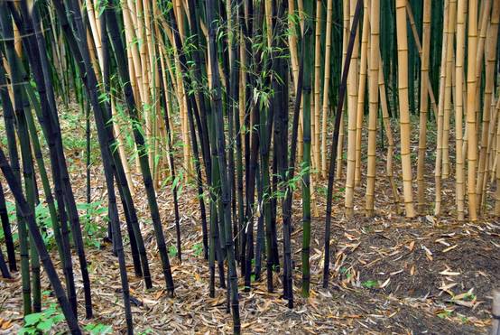 Phyllostachys bambousoides 'Holochrysa' - Bambou