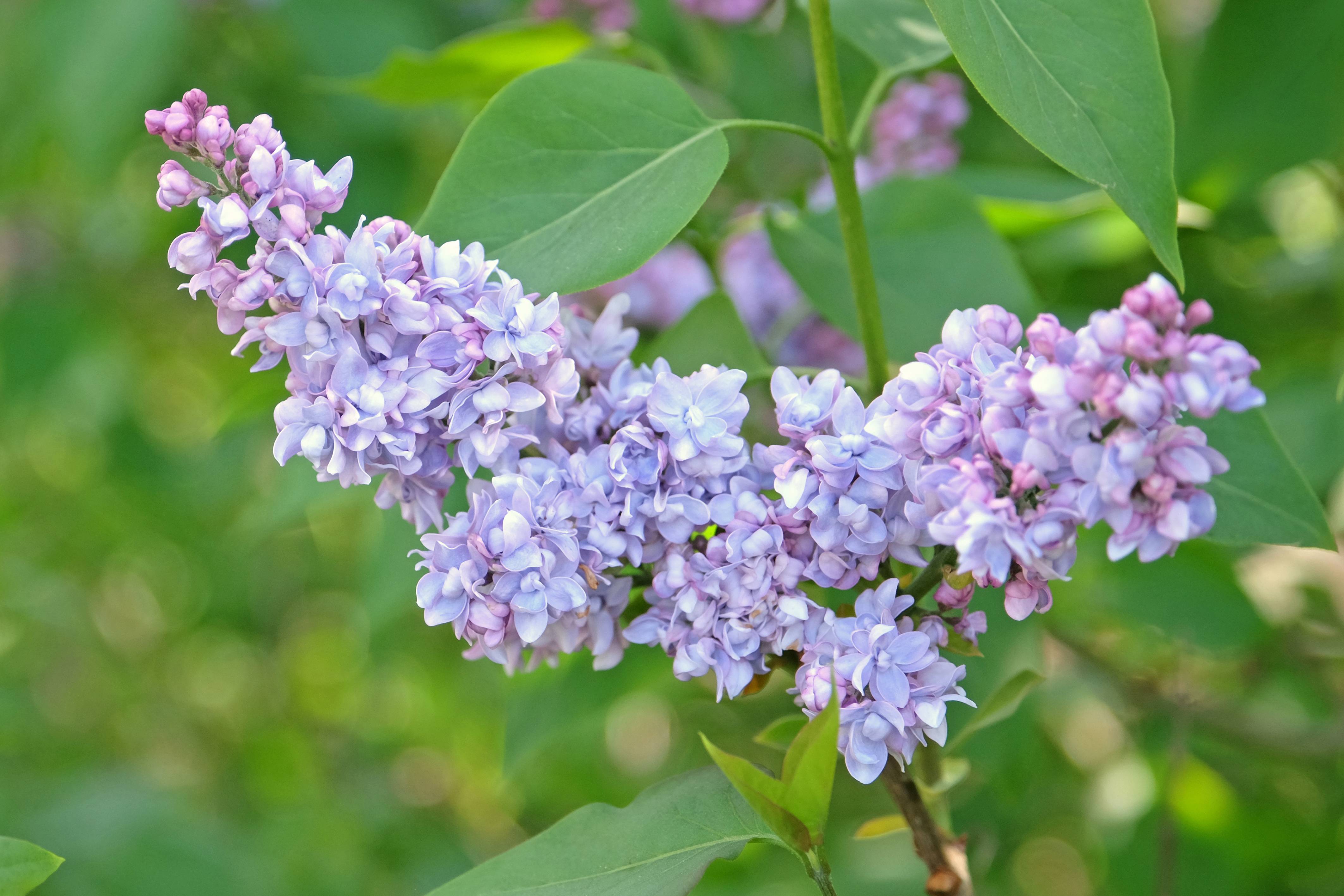 Syringa vulgaris 'President Grevy' - Lilas