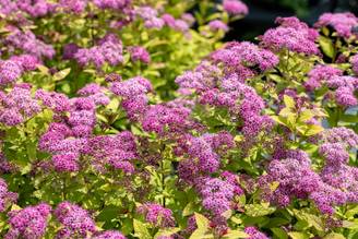 Spiraea japonica 'Magic Carpet'® - Spirée