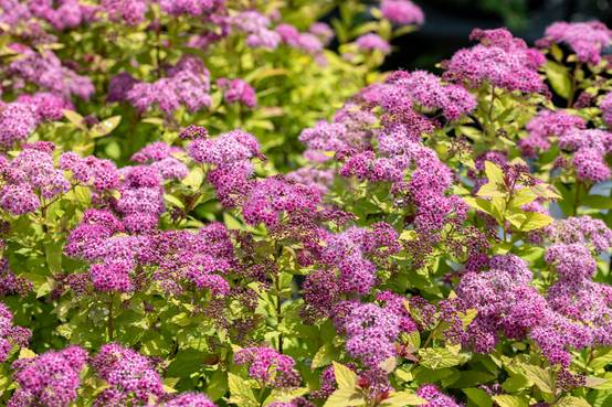Spiraea japonica 'Magic Carpet'® - Spirée