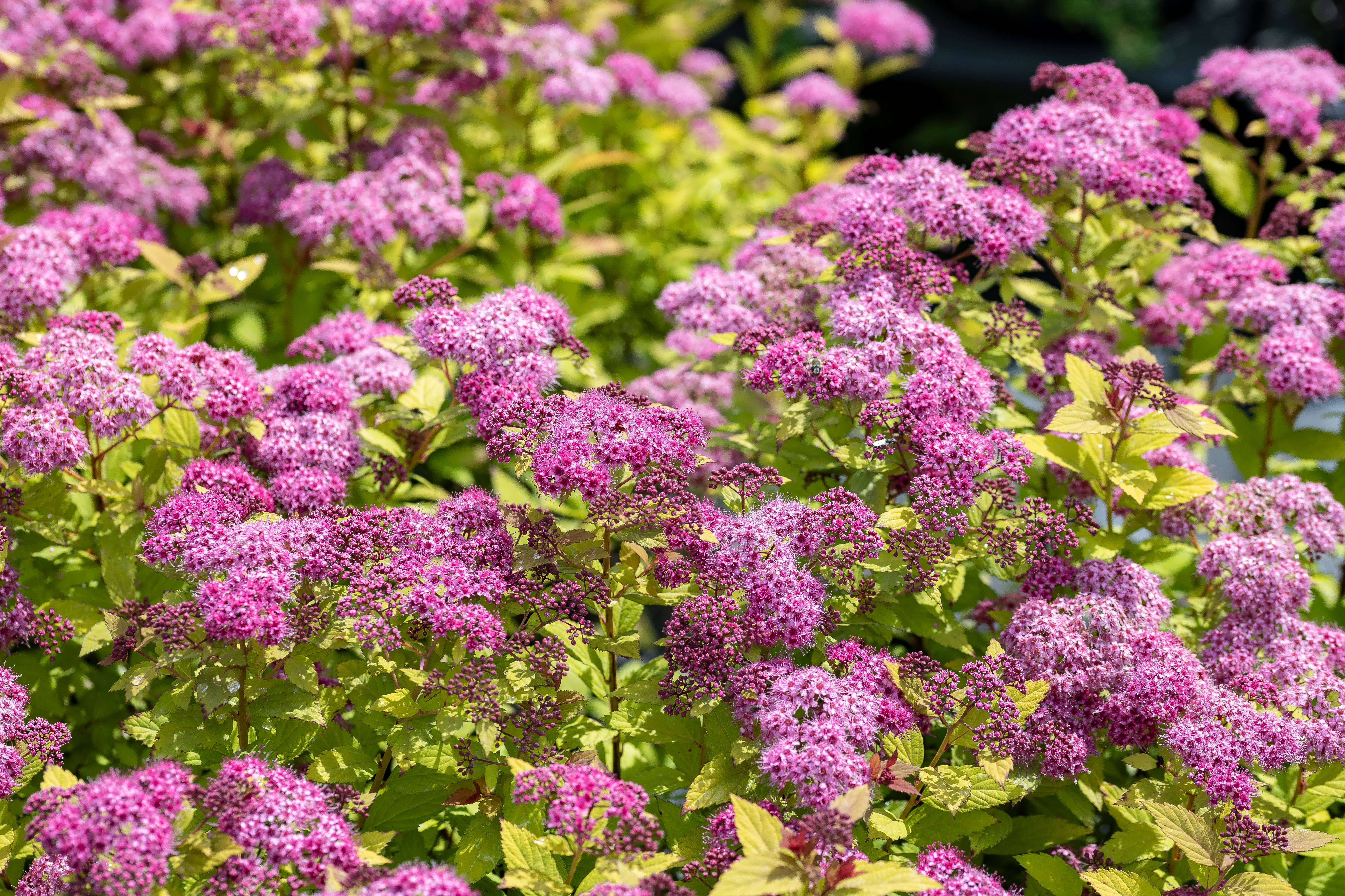 Spiraea japonica 'Magic Carpet'® - Spirée