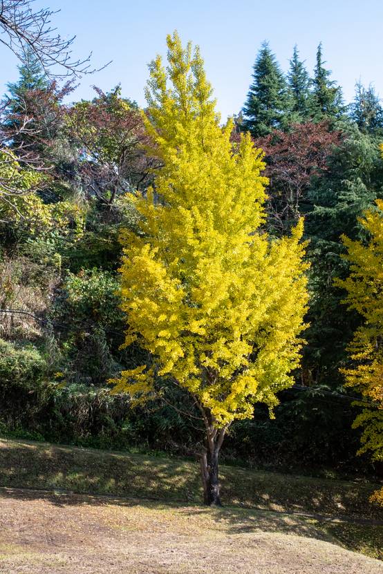 Ginkgo biloba 'Blagon' - Arbre aux quarante écus