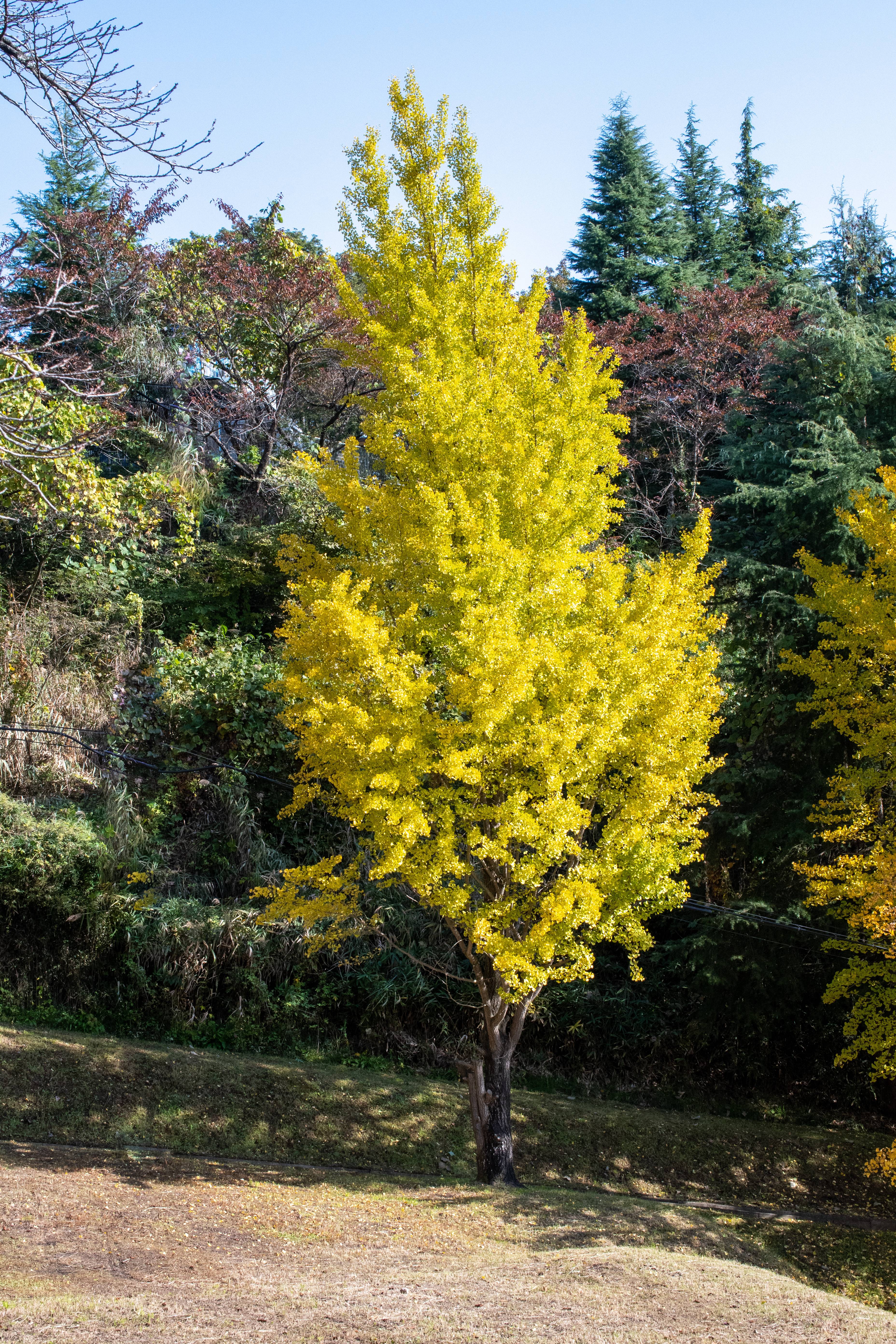 Ginkgo biloba 'Blagon' - Arbre aux quarante écus