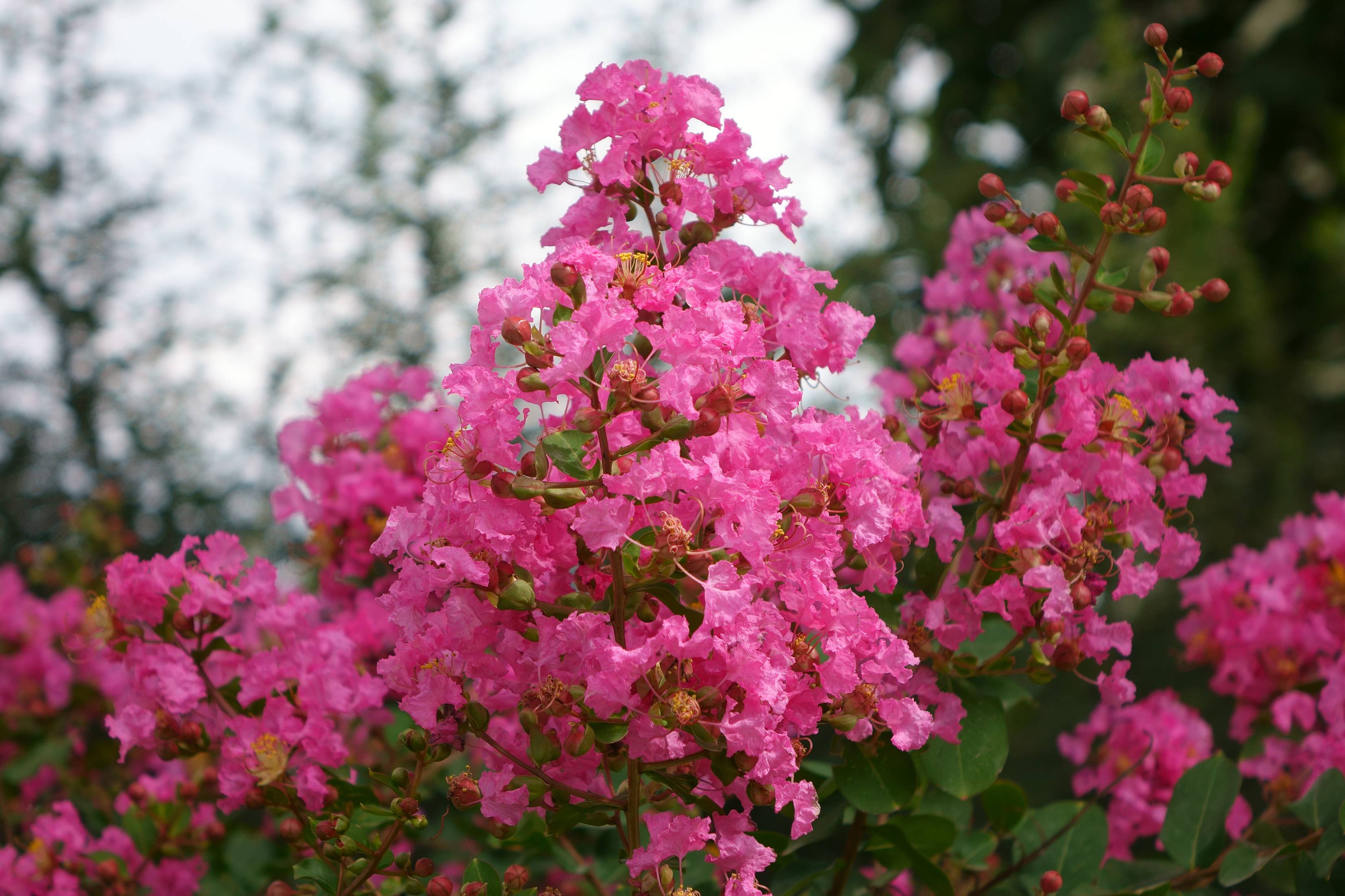Lagerstroemia indica 'La Mousson'