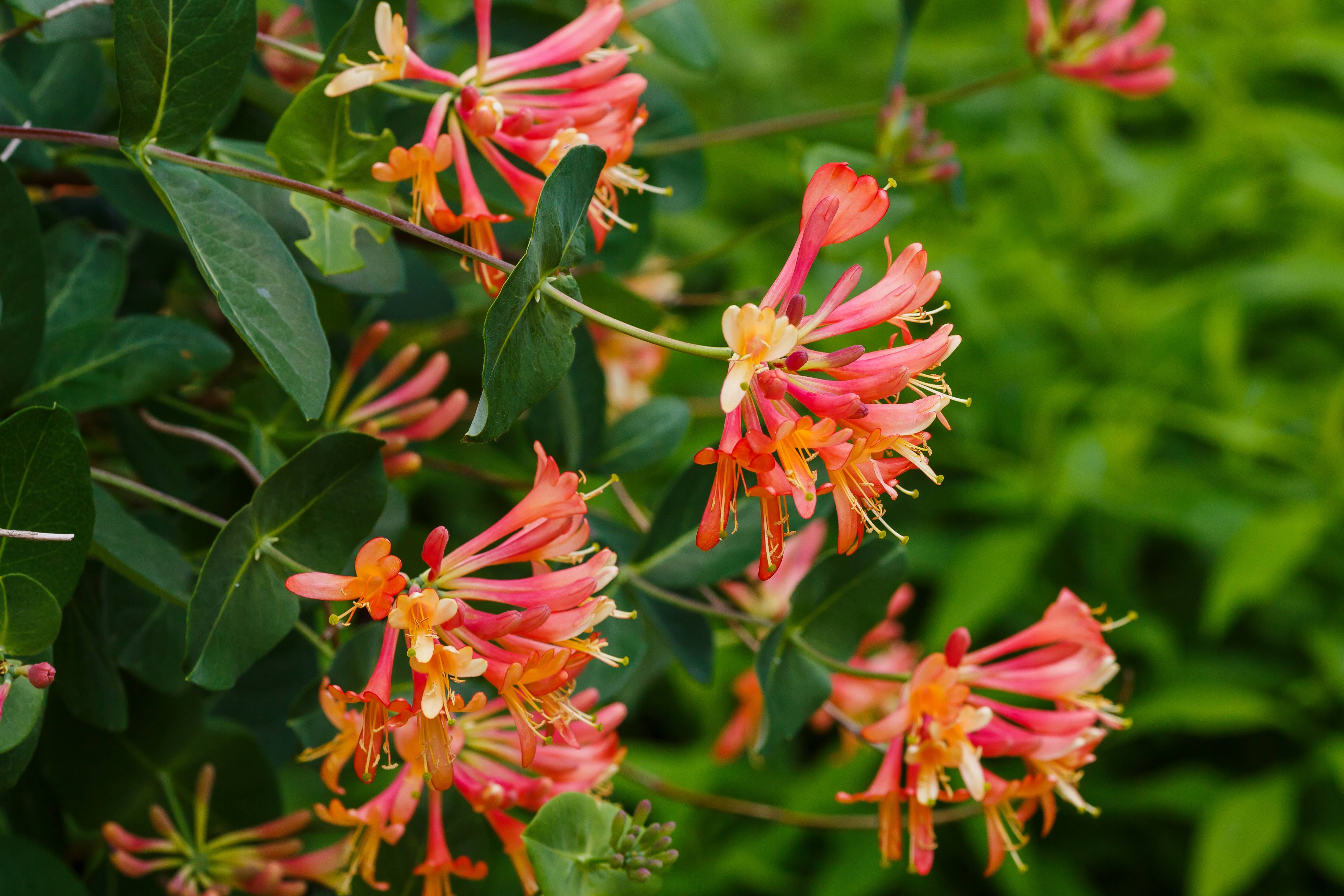 Chèvrefeuille 'Dropmore Scarlet'
