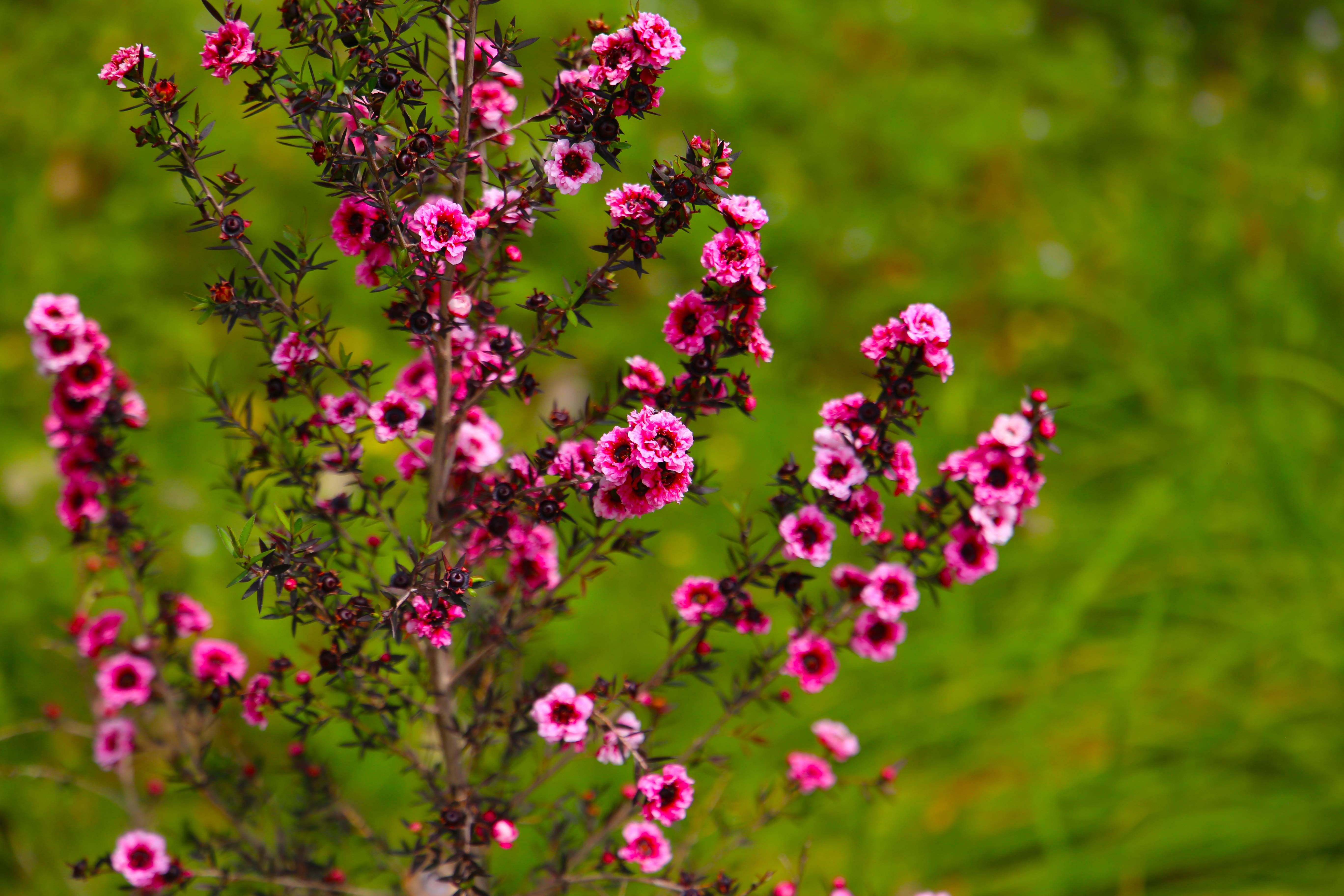 Leptospermum scoparium 'Winter Cheer' - Arbre à thé