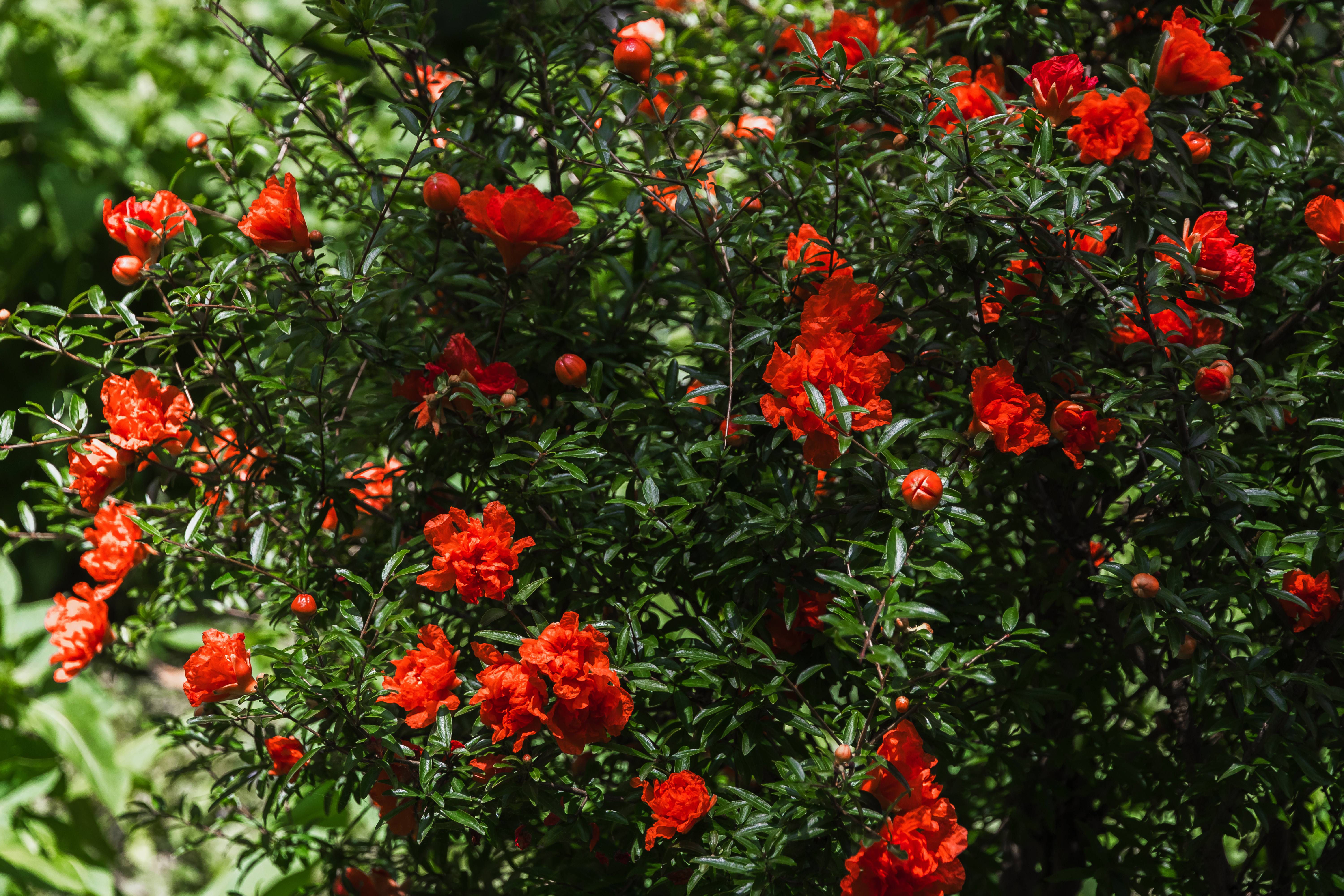 Punica granatum 'Maxima Rubra' - Grenadier à fleurs
