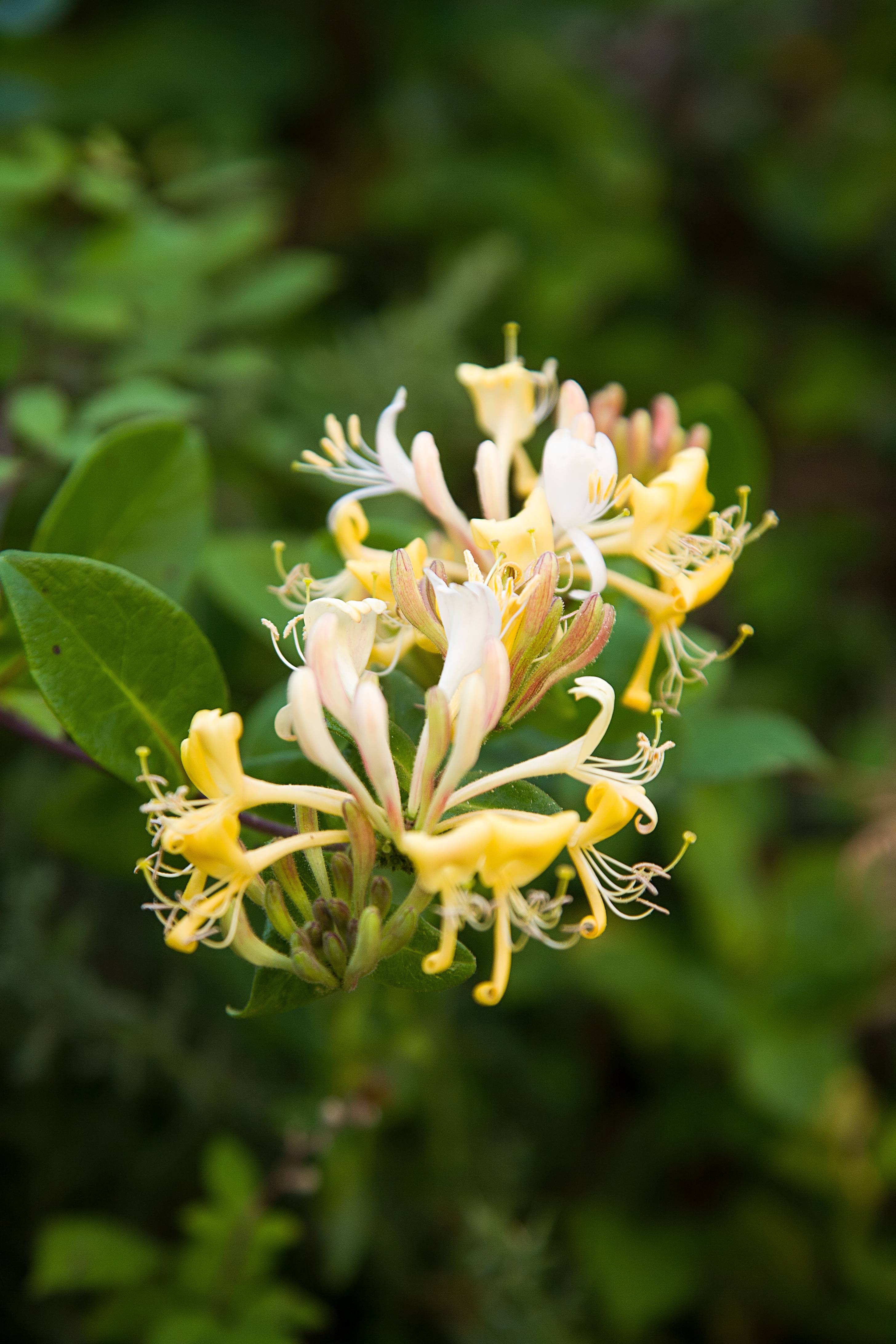 Lonicera Caprilia® 'Ever' - Chevrefeuille