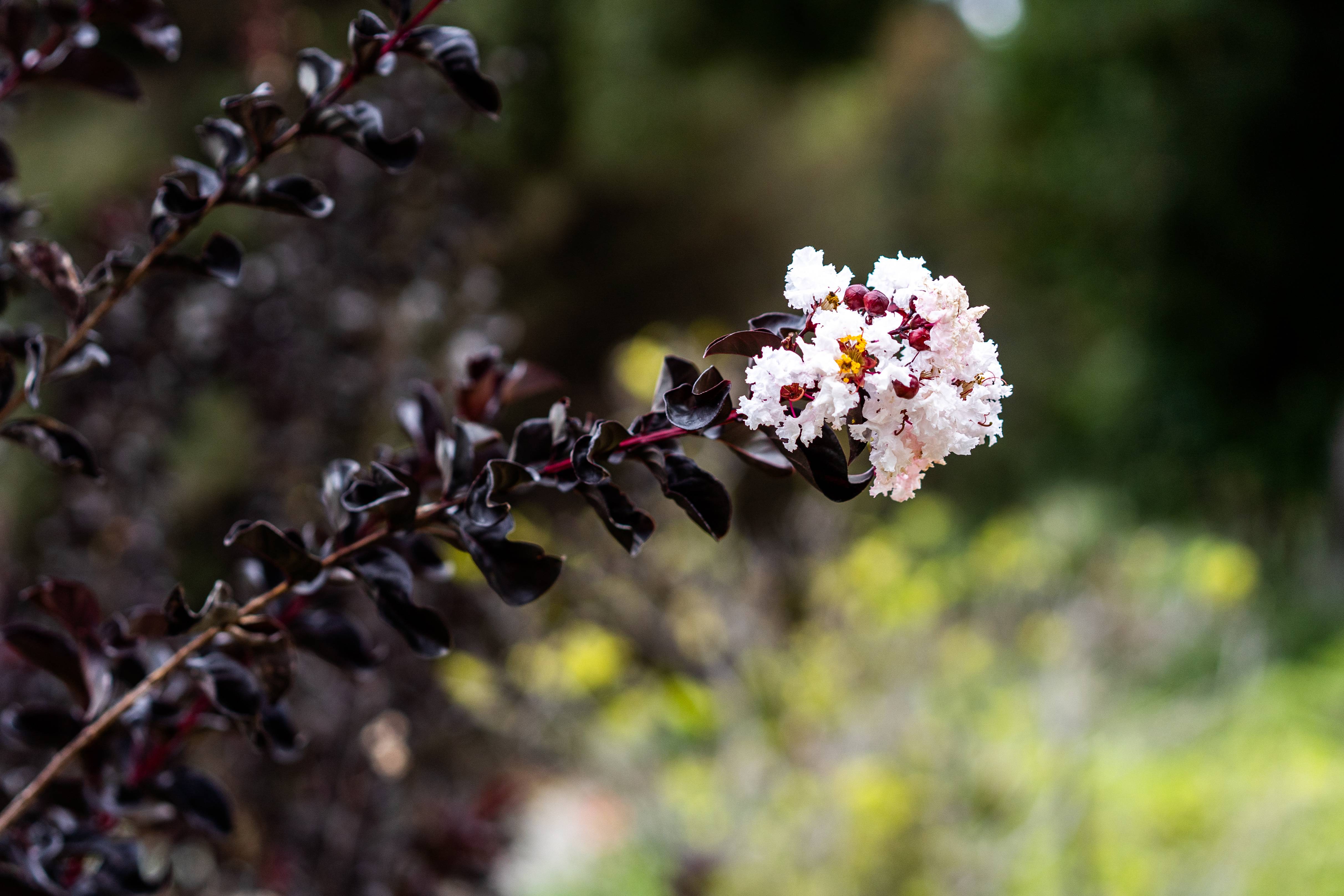 Lagerstroemia indica Black Diamond® 'Pure White'®