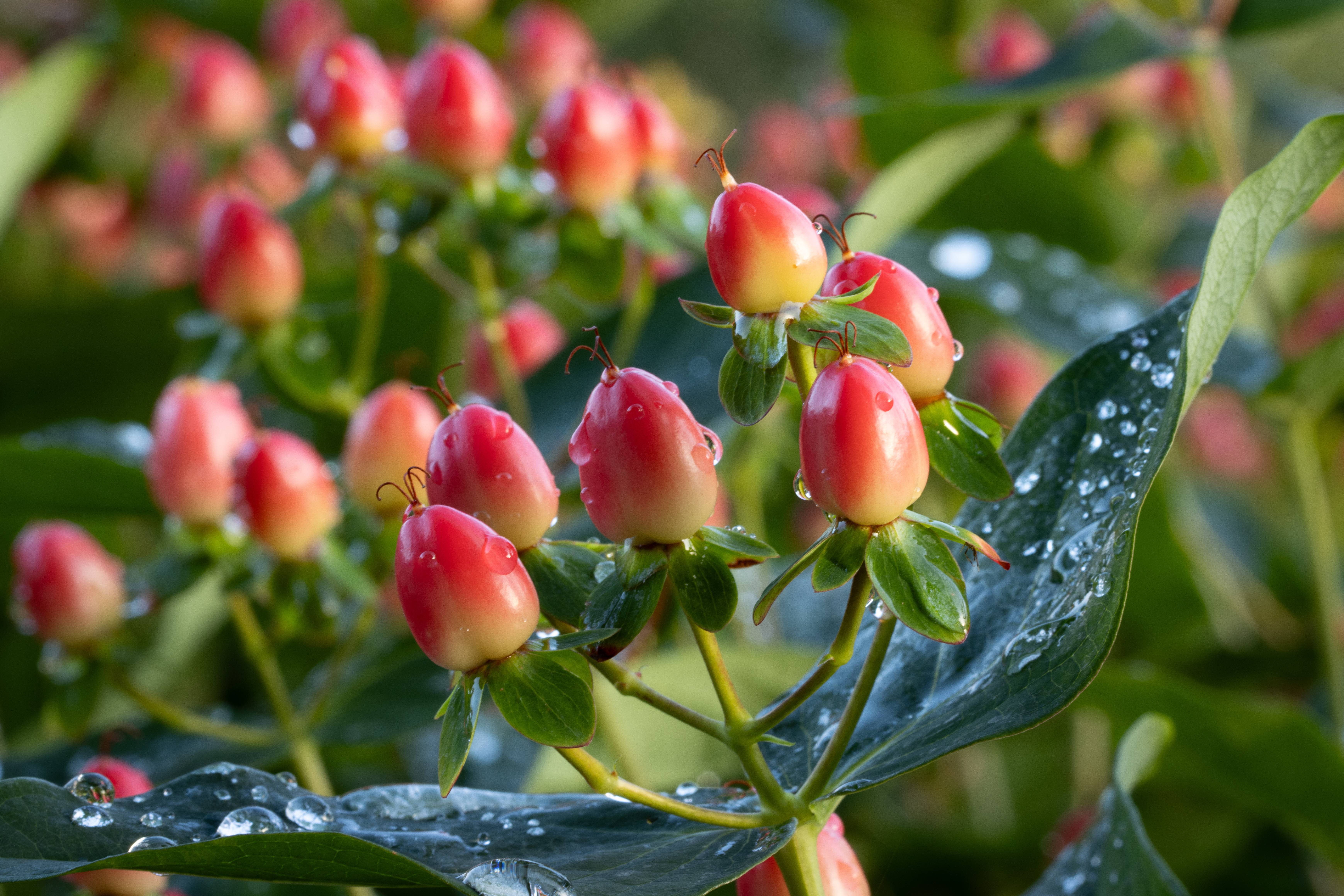 Hypericum inodorum 'Magical Flame' - Millepertuis