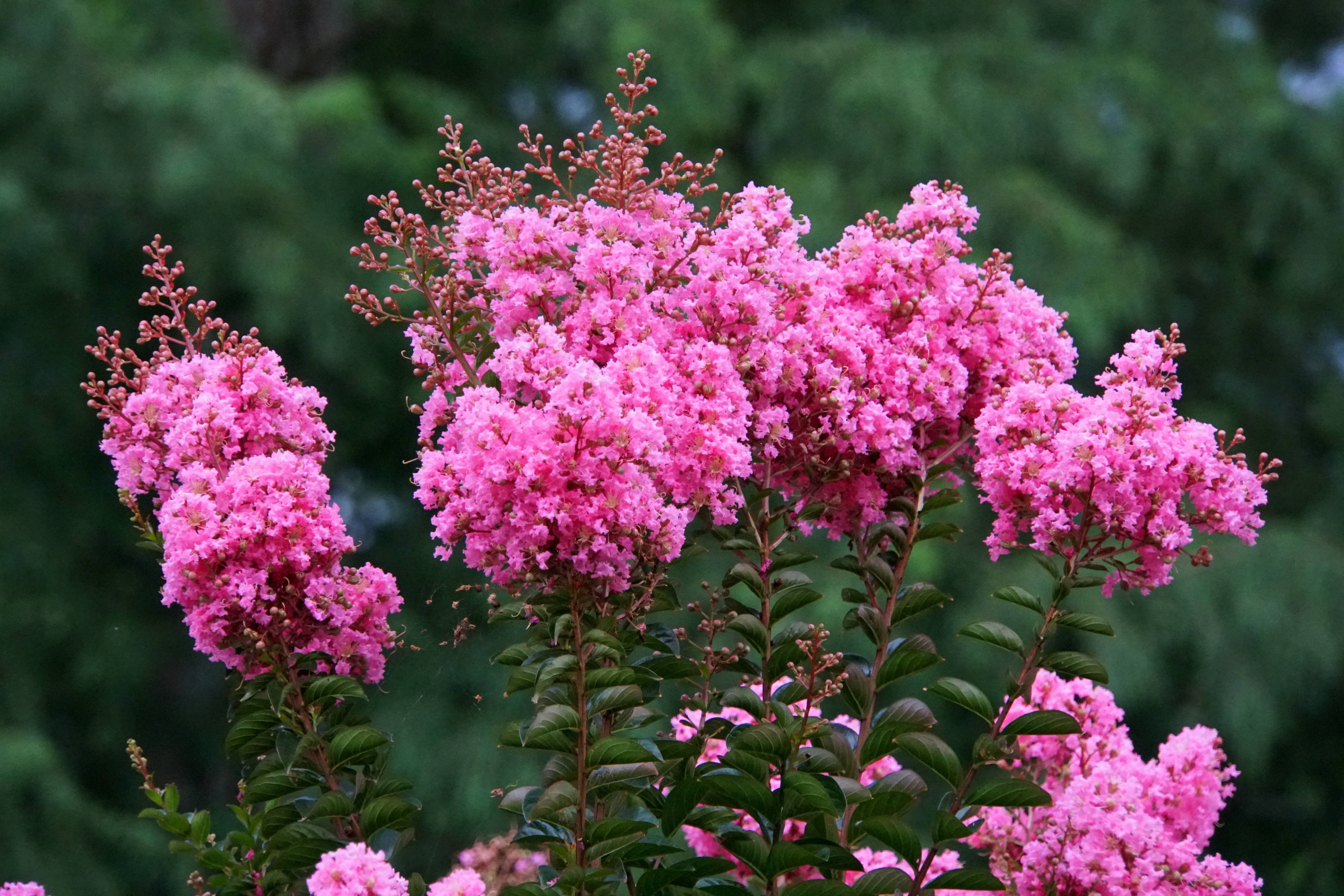 Lilas des Indes Black Solitaire® Shell Pink