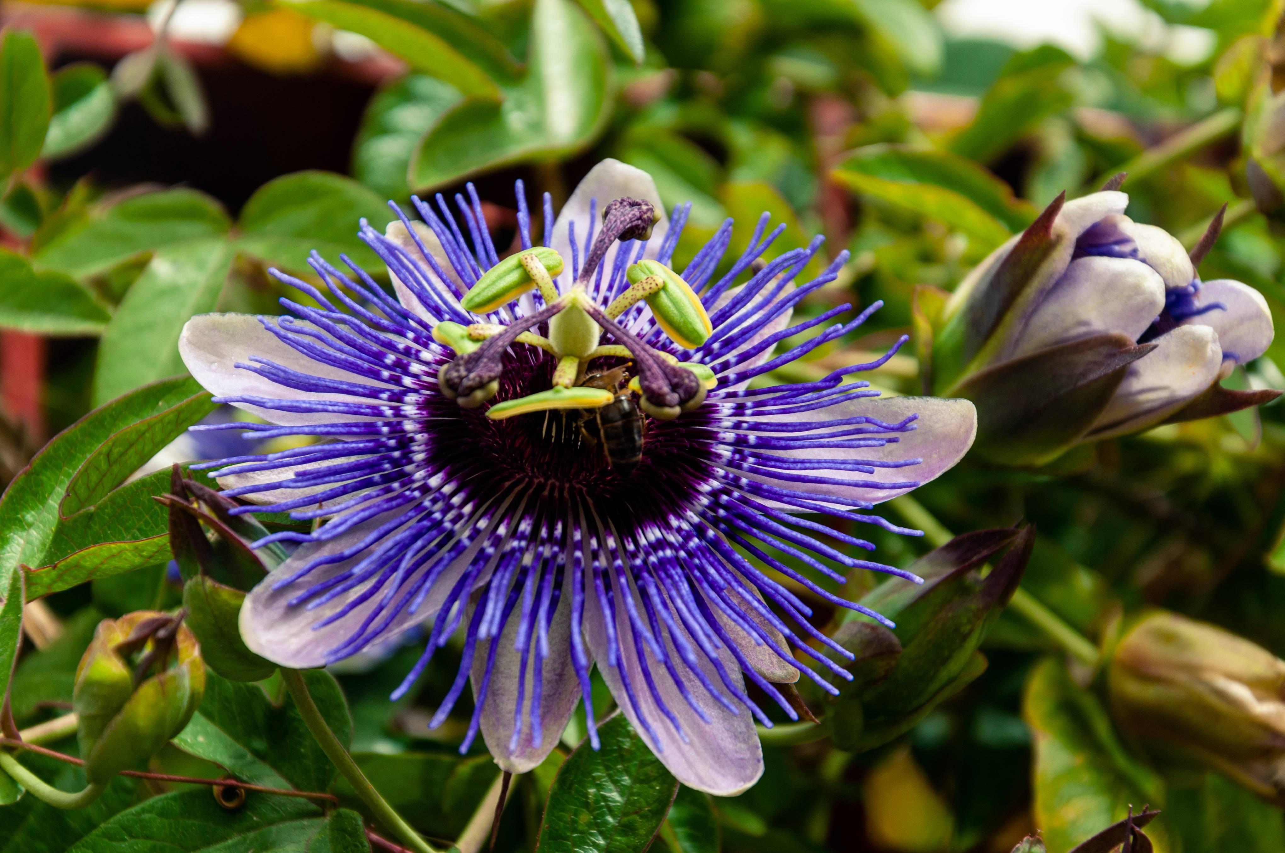 Passiflora 'Damsel's Delight' - Passiflore