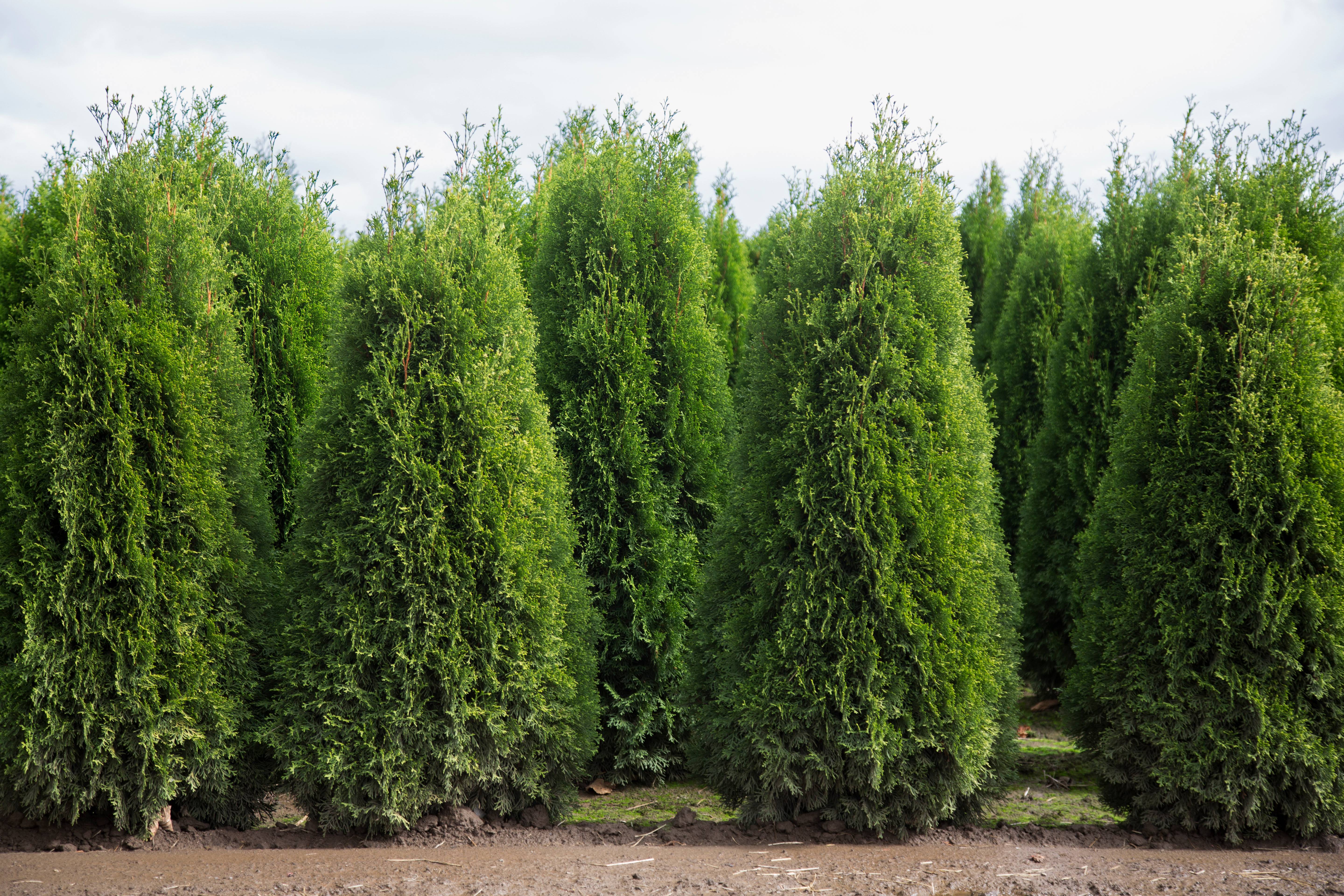 Cupressocyparis leylandii 'Fastigiata' - Cyprès de leyland