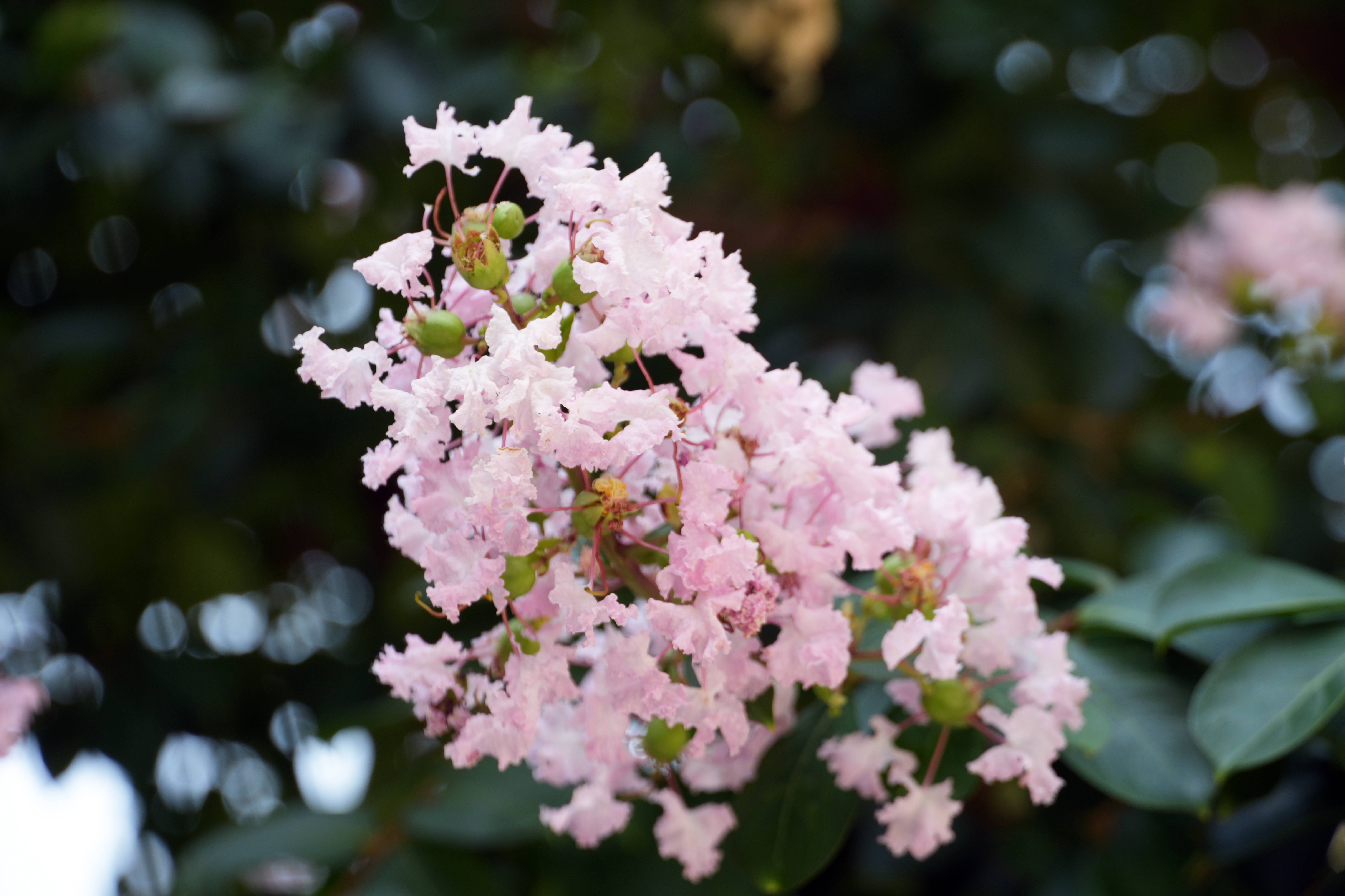 Lagerstroemia indica Black Diamond® 'Blush'