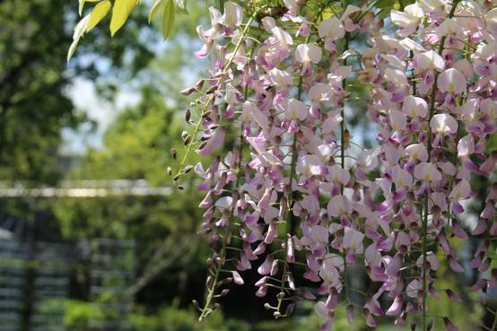 Wisteria floribunda 'Pink Ice' - Glycine du Japon - Image 2