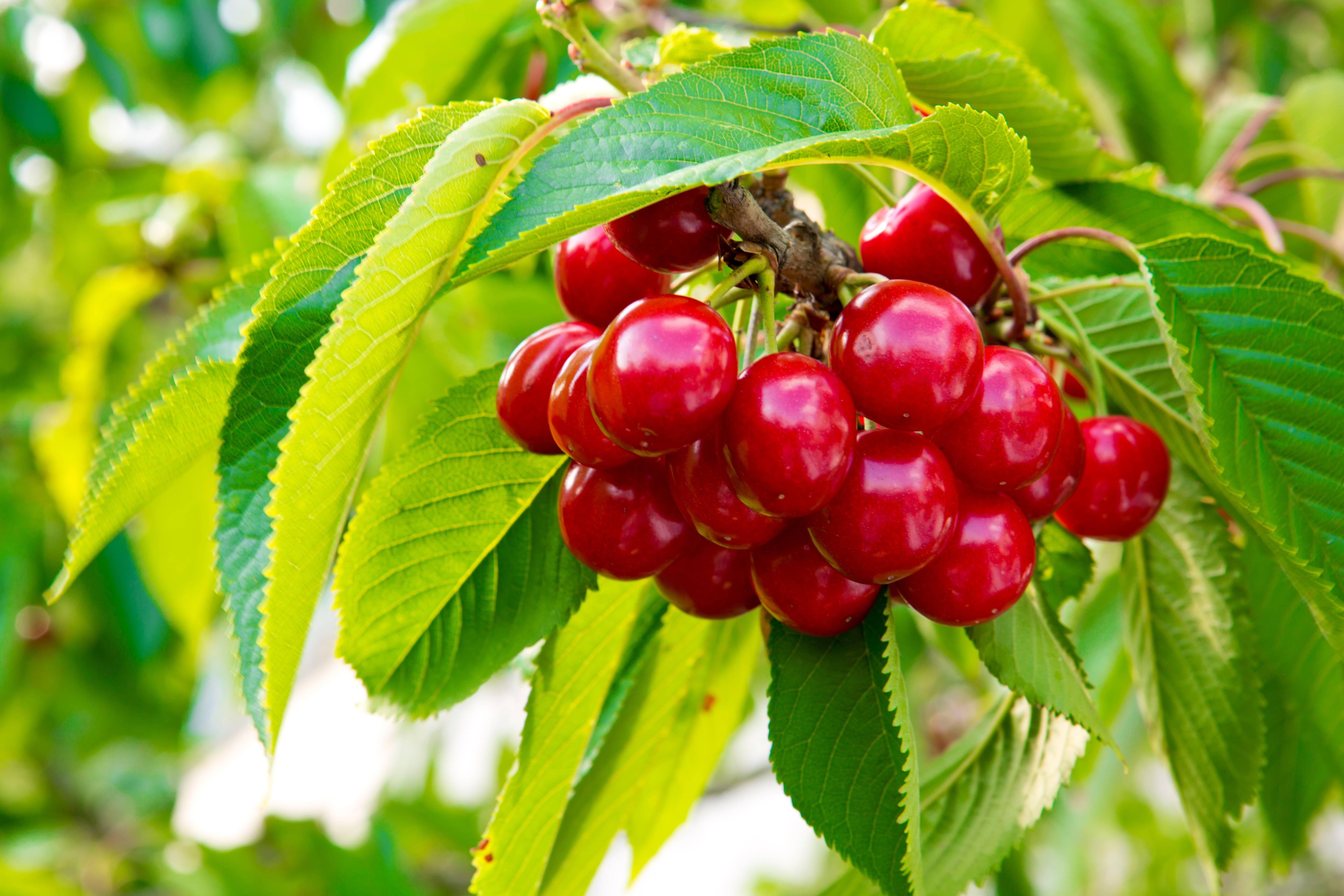 Cerisier 'Belle Magnifique'