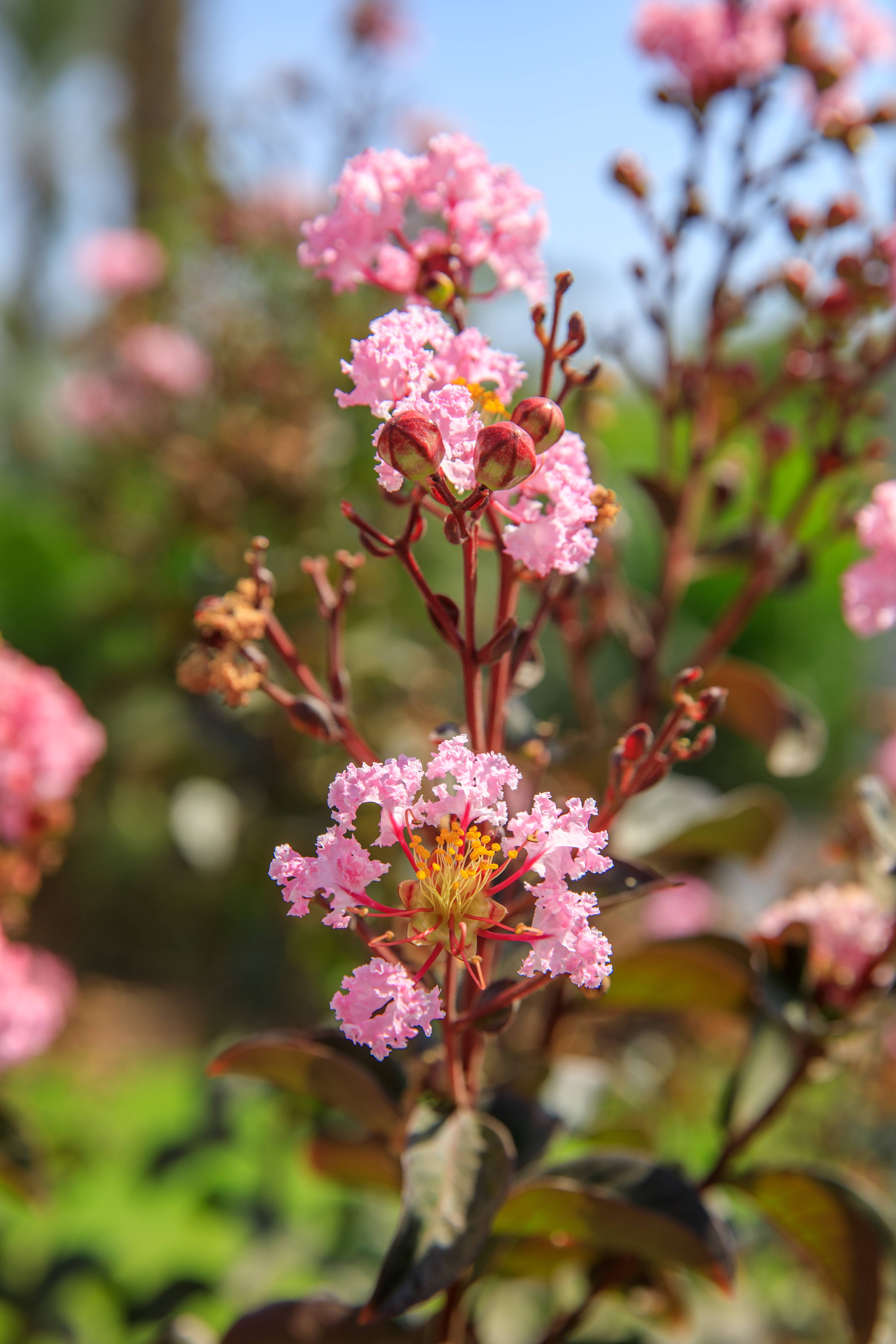 Lagerstroemia indica 'Berlingot Menthe'