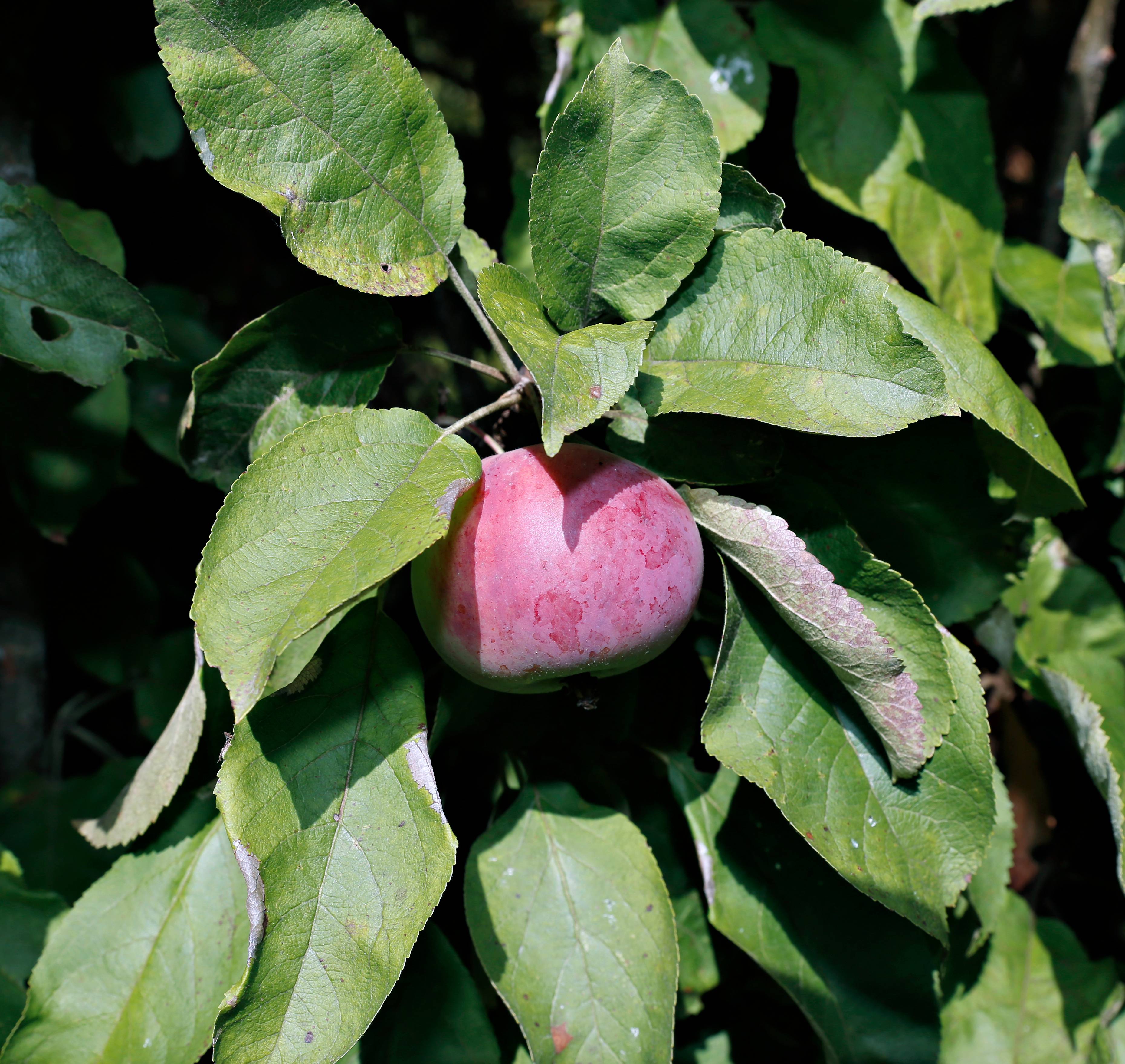 Pommier colonnaire 'Chinon'®