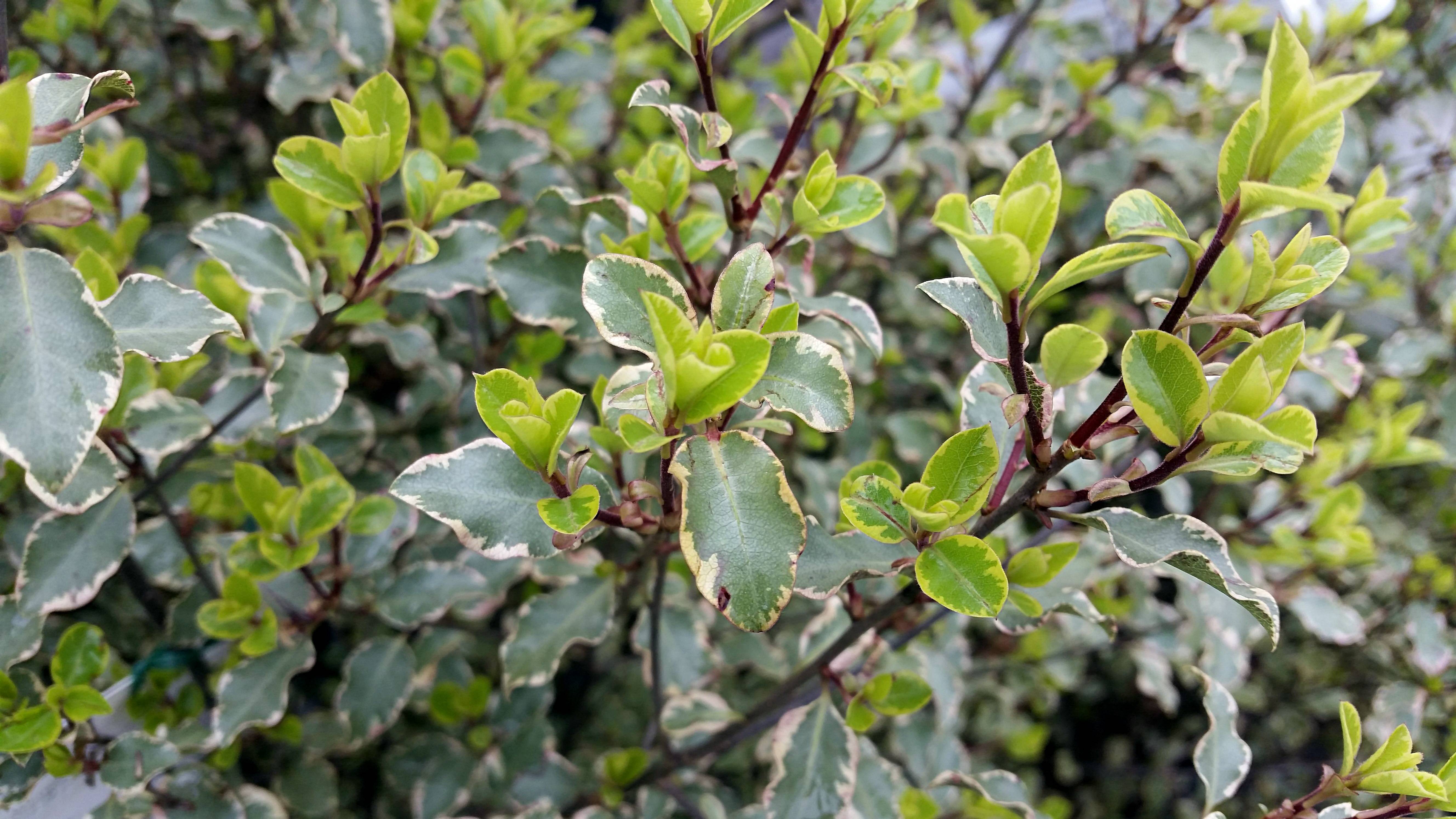 Pittosporum tenuifolium 'Victoria'